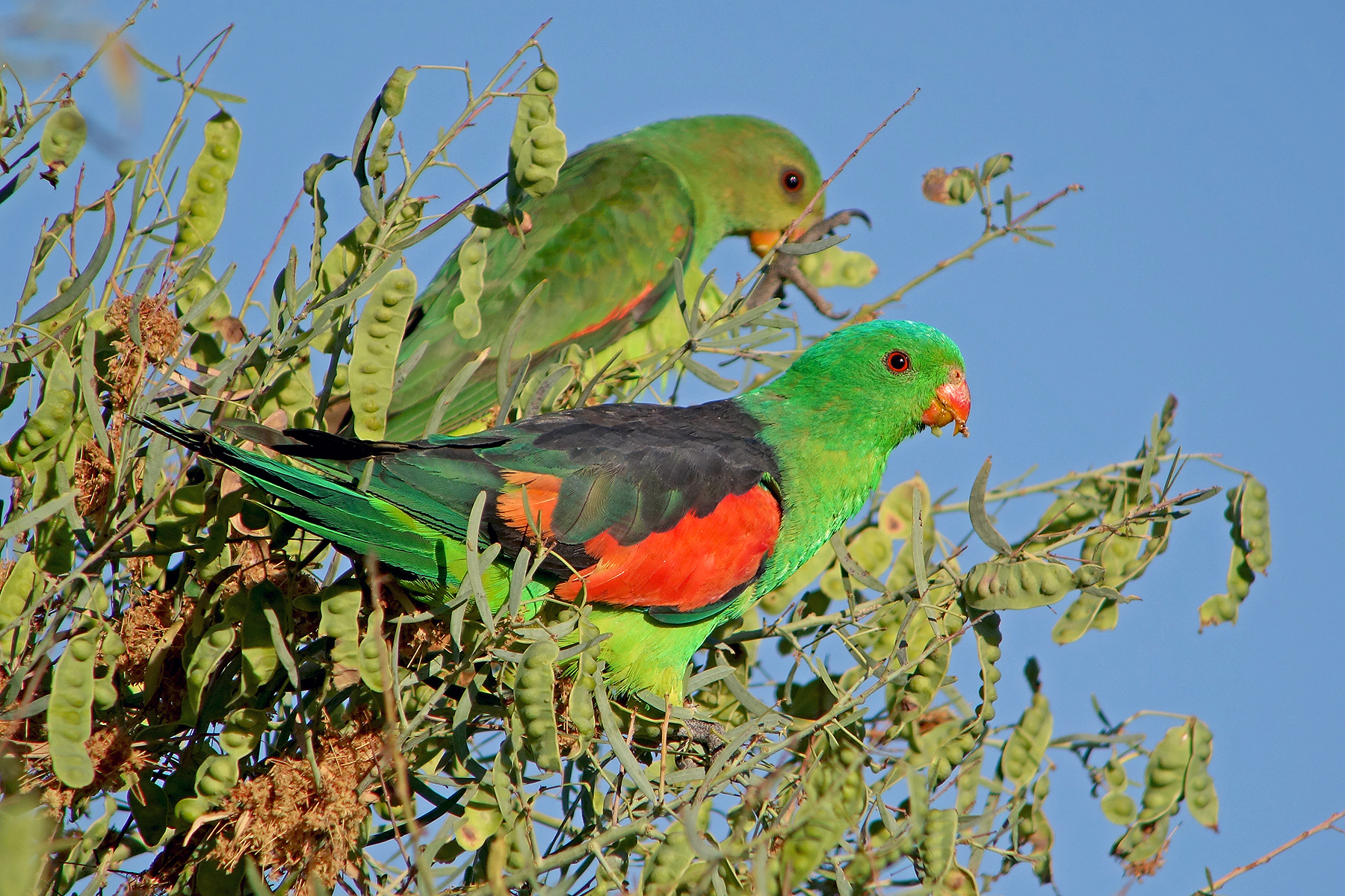 Queensland Birding Tours, Australia - Cape York - Birdquest