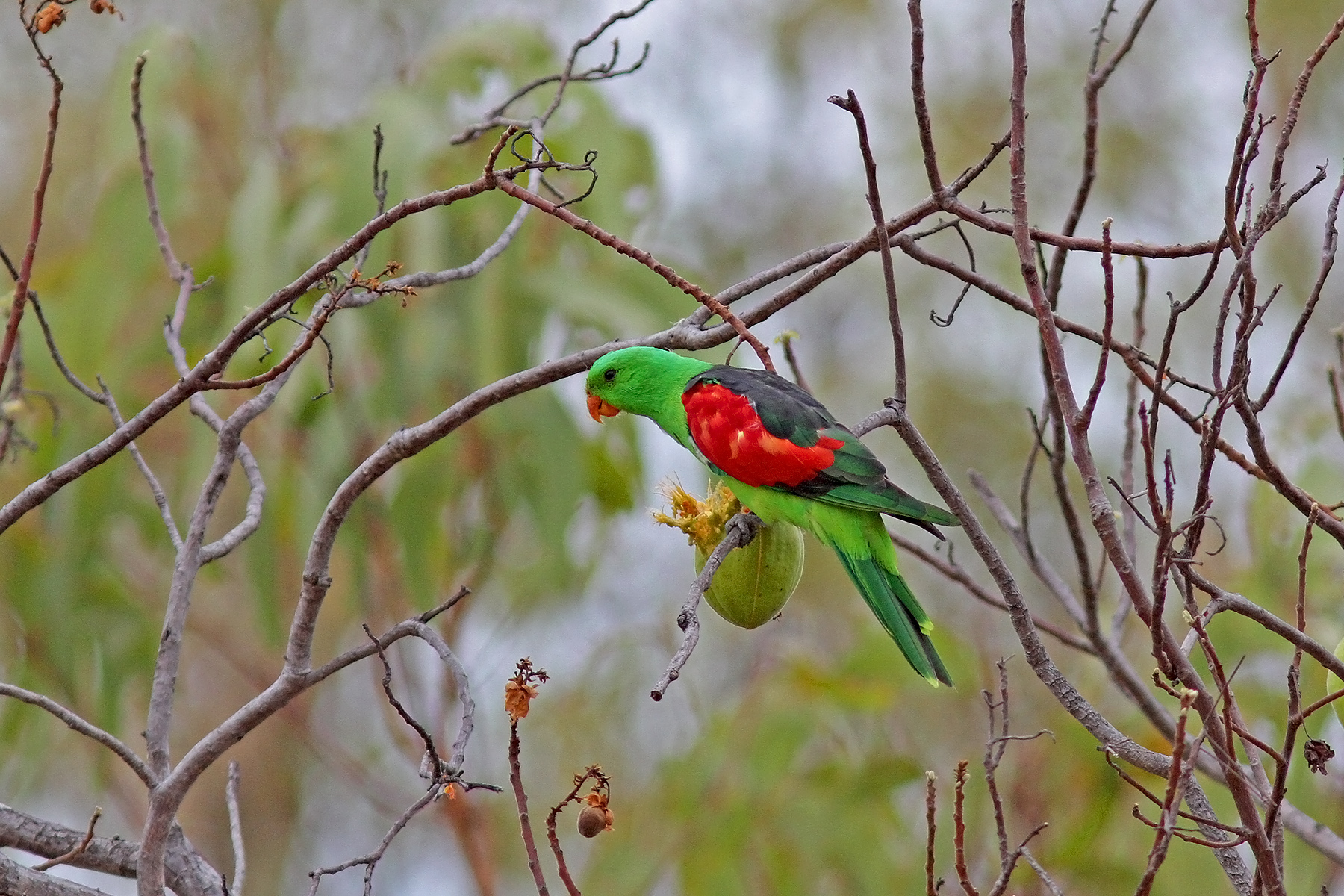 bird tours western australia