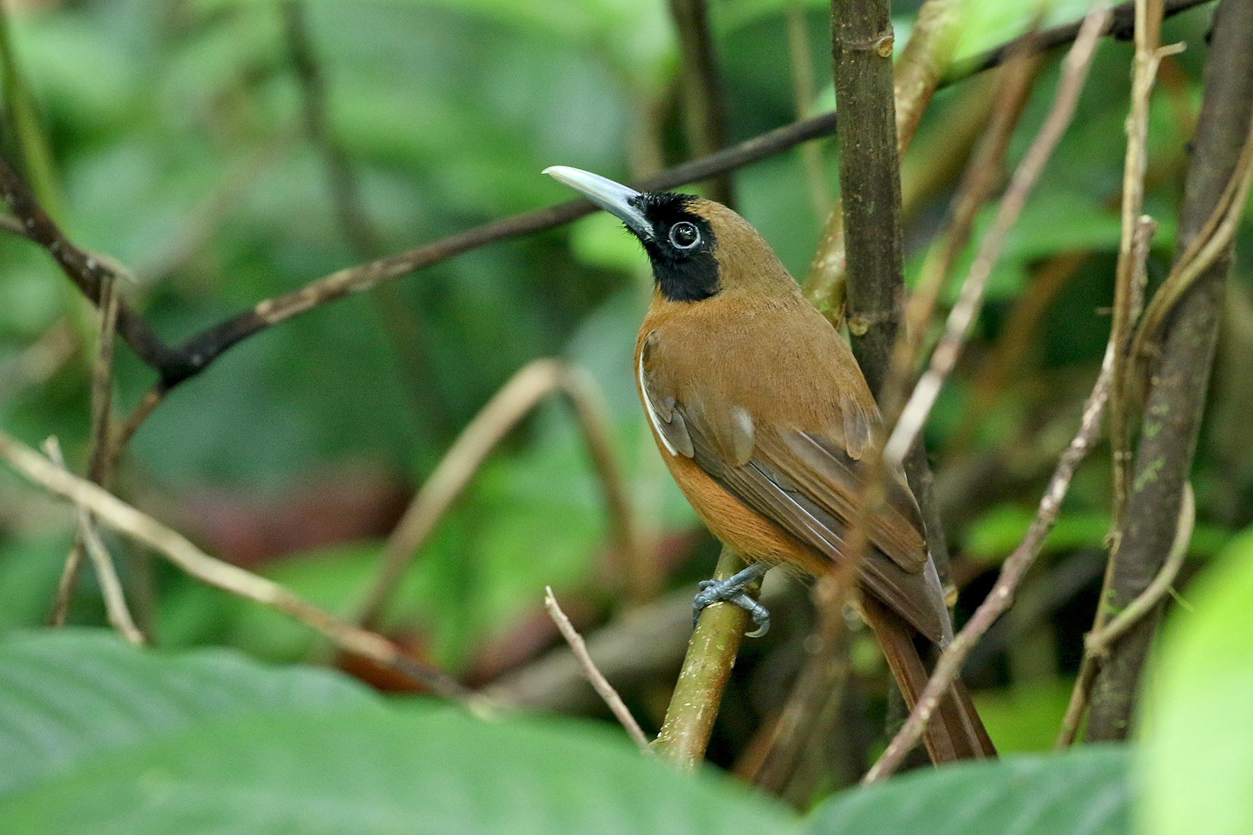 Solomon Islands Birding Tours - Birdwatching Tours - Birdquest