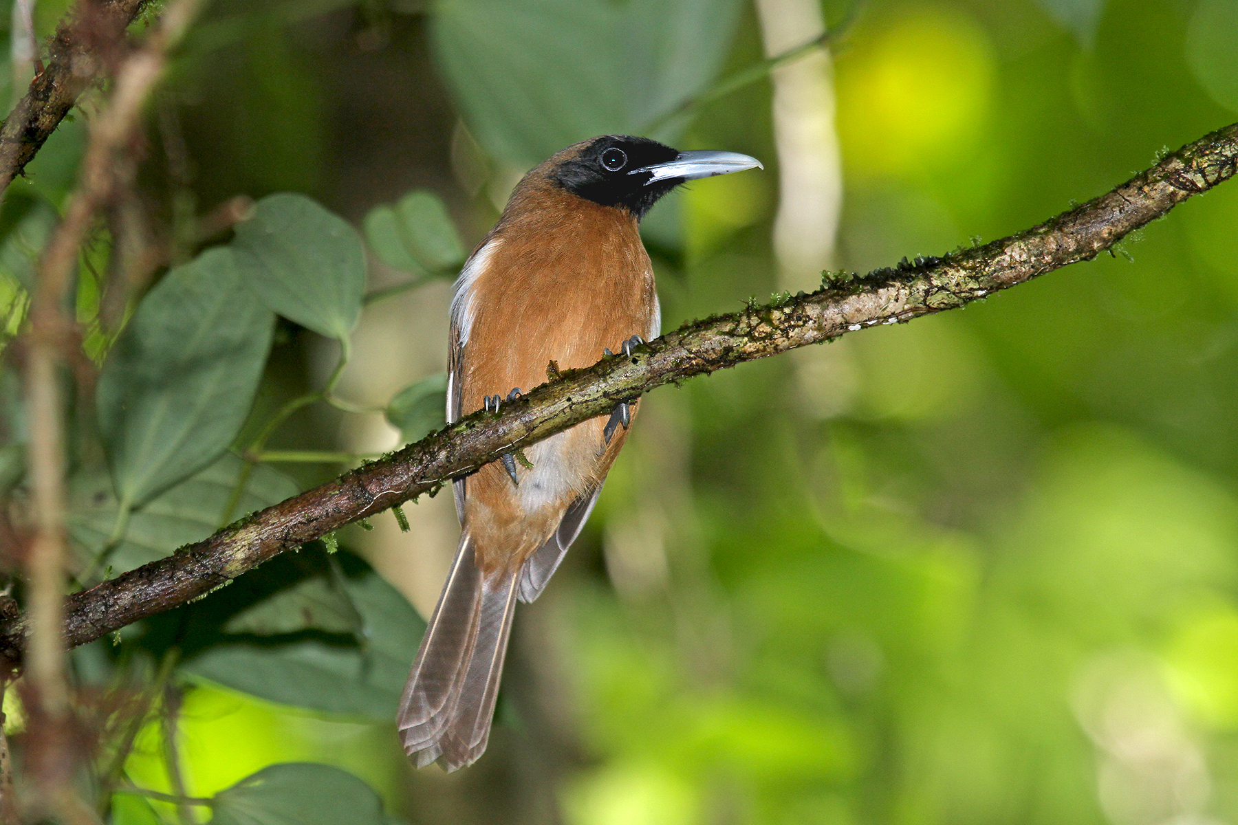 Solomon Islands Birding Tours - Birdwatching Tours - Birdquest