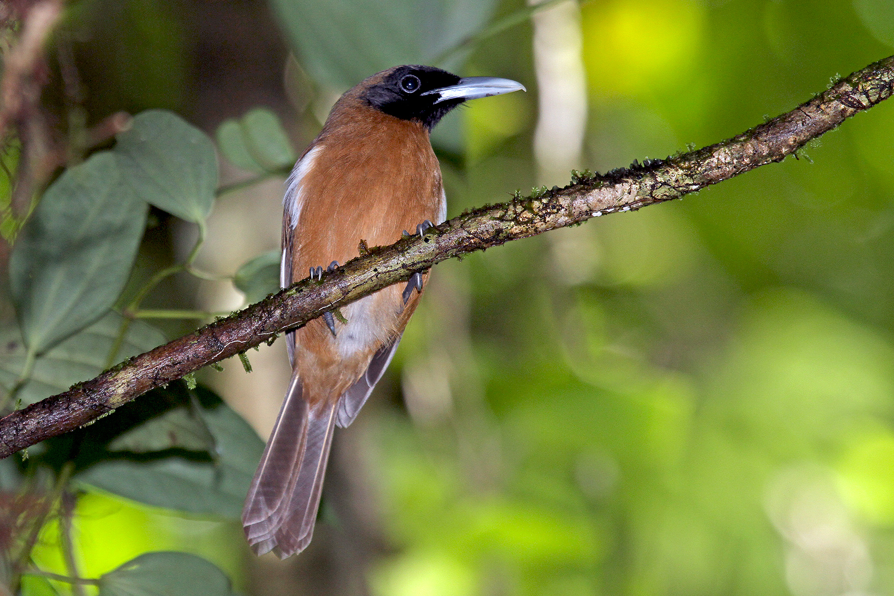 Western Pacific Odyssey Birding Tours - Birdquest Birding Tour