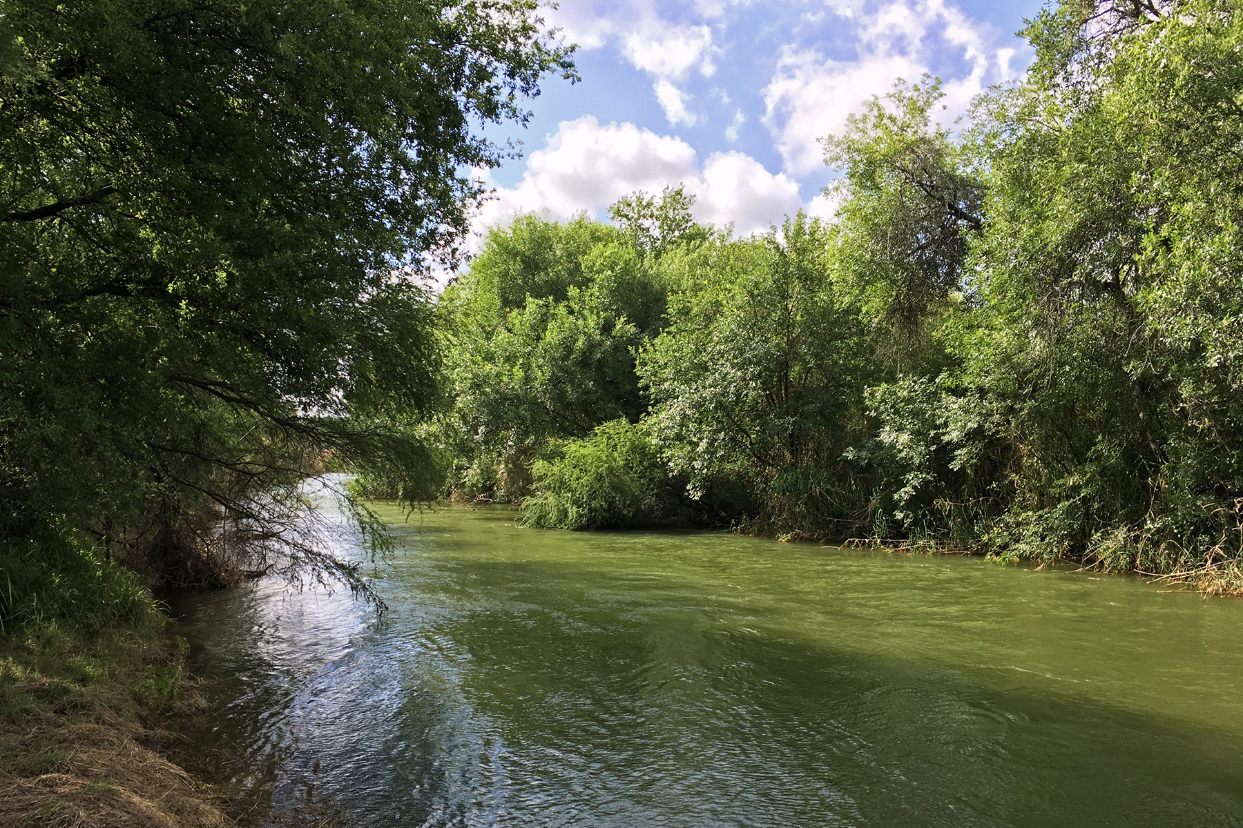 Texas Birding Tours - Texas Birdwatching Tours - Birdquest