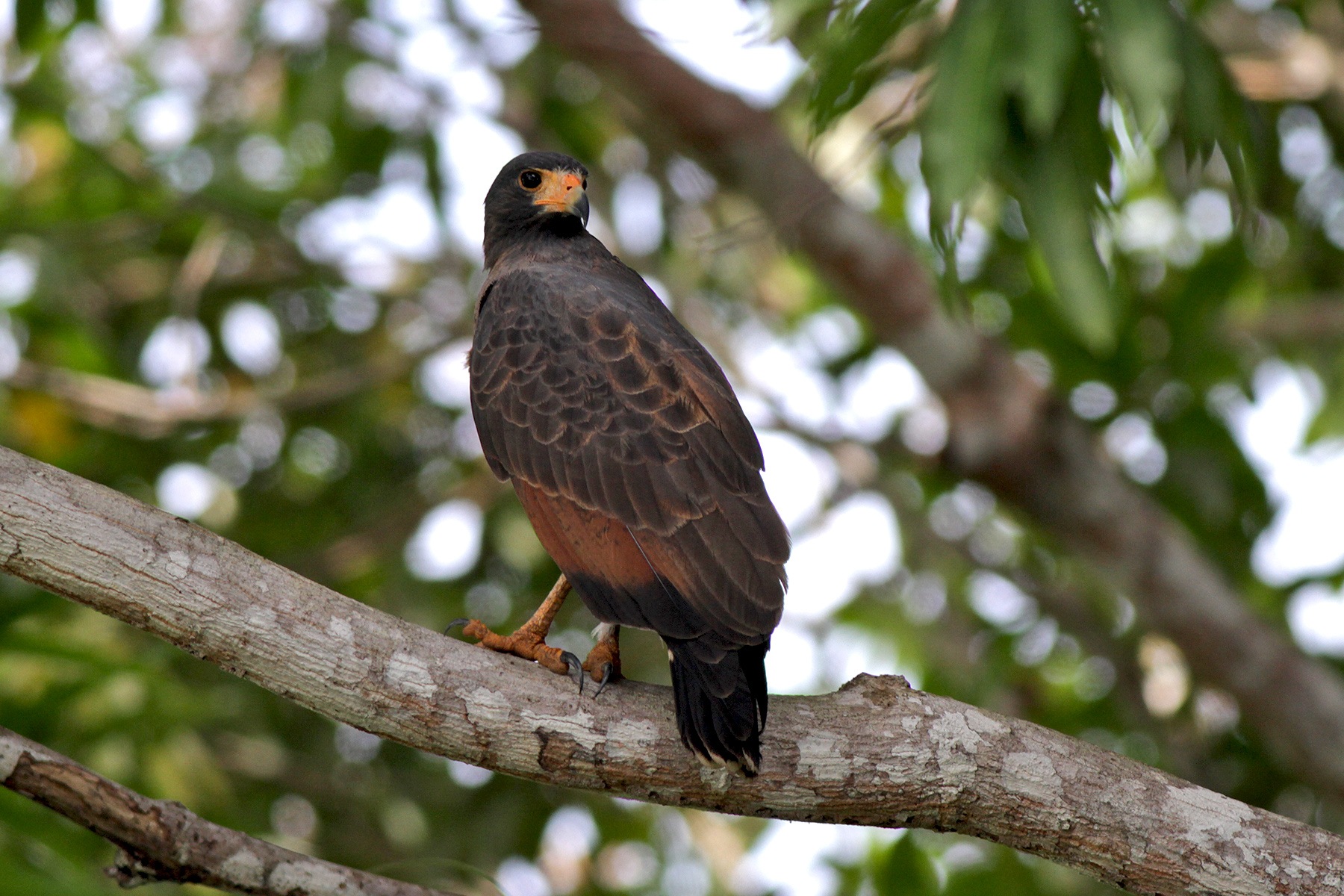 Guyana Birding Tours - Suriname Birding Tours - Birdquest