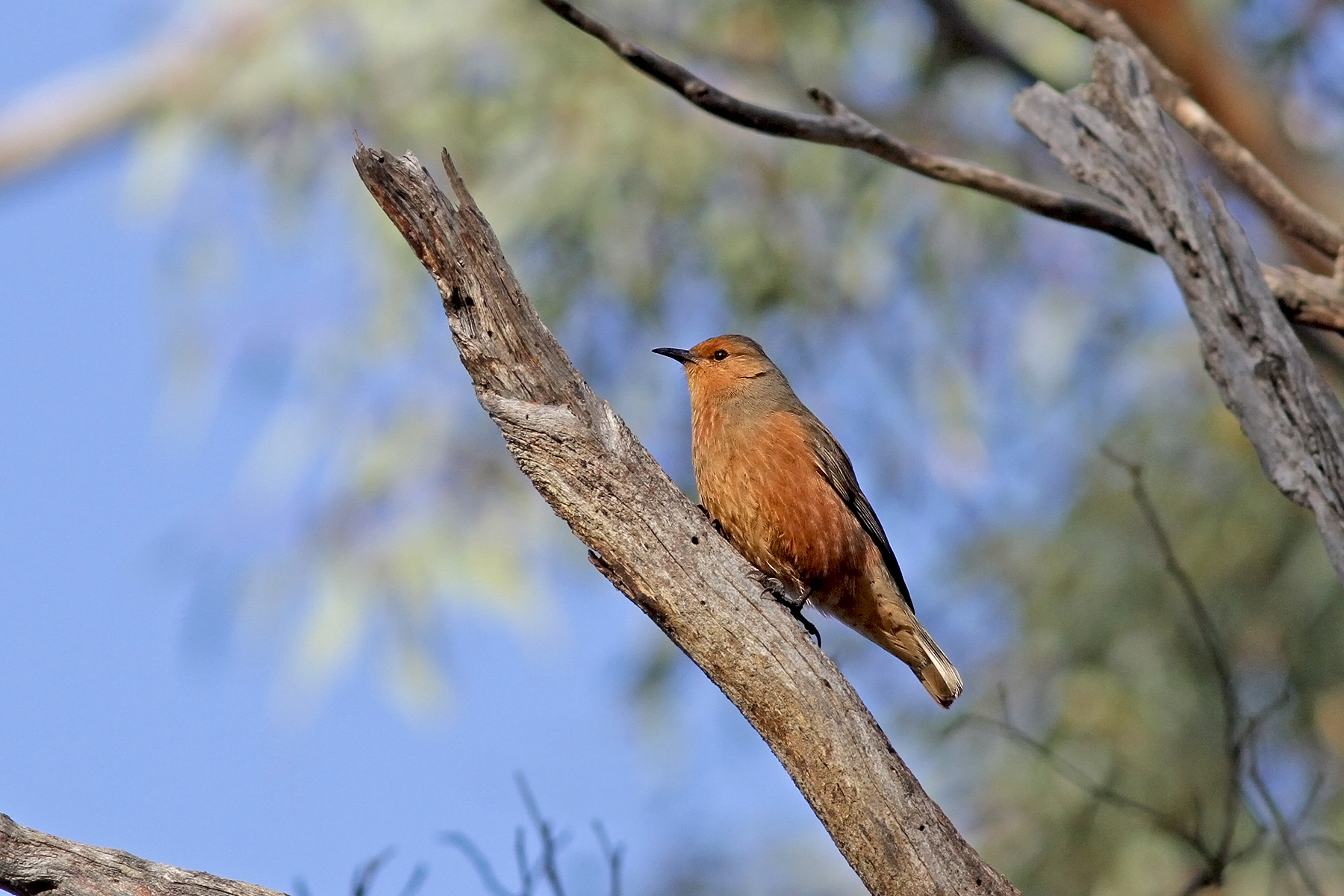 australian birding tours