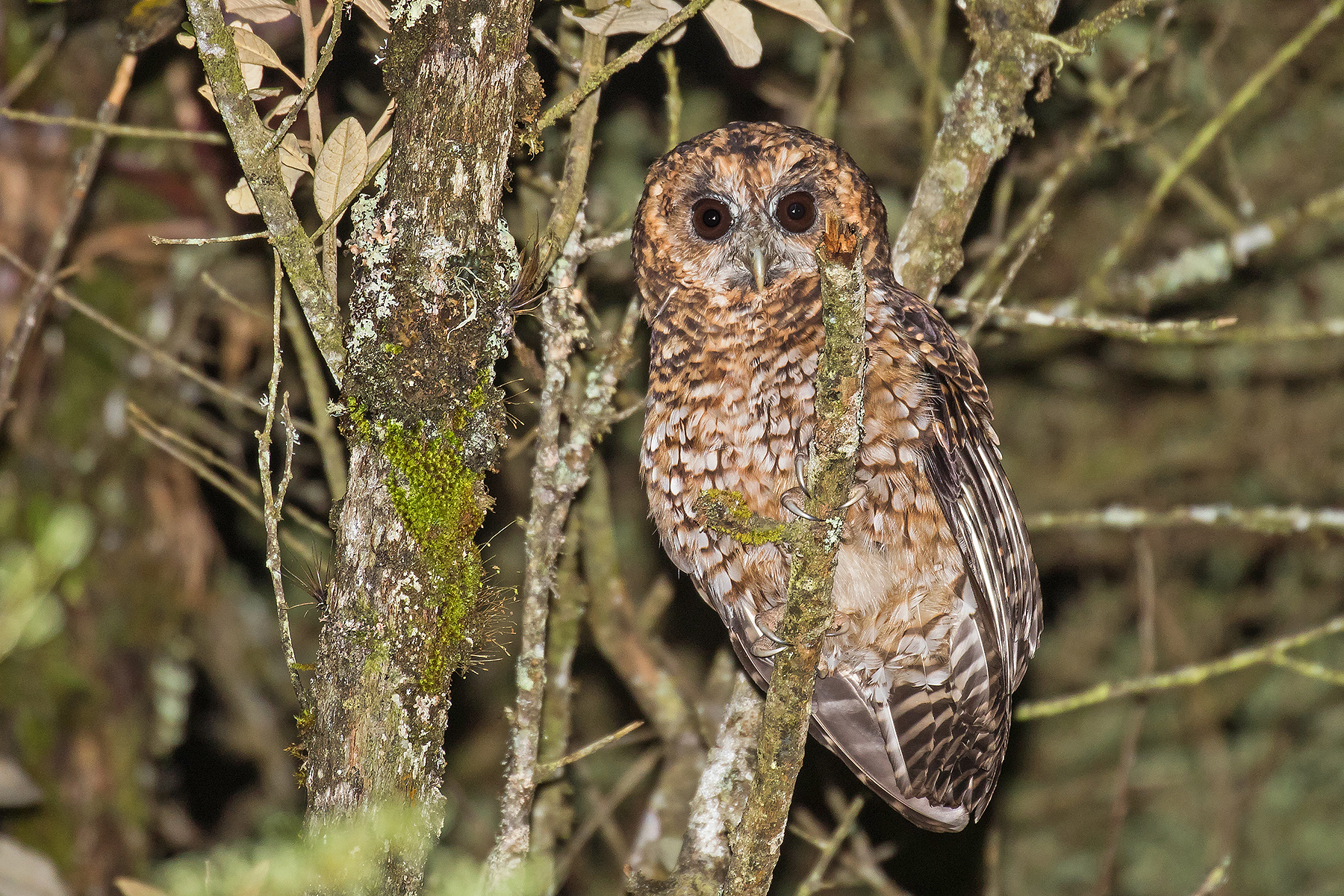 Rufous-banded Owl in Ecuador (image by Pete Morris)