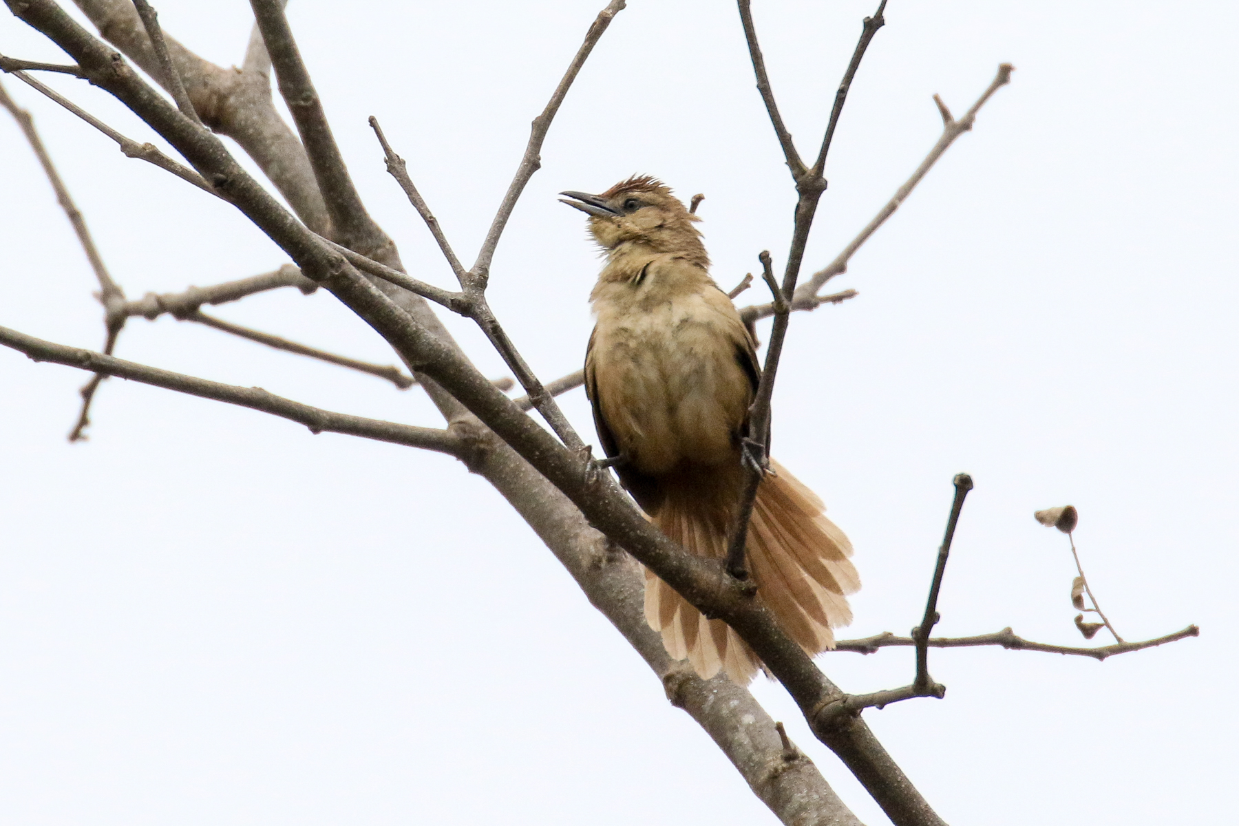 Northern Argentina Birding Tours - Birdwatching Tours - Birdquest