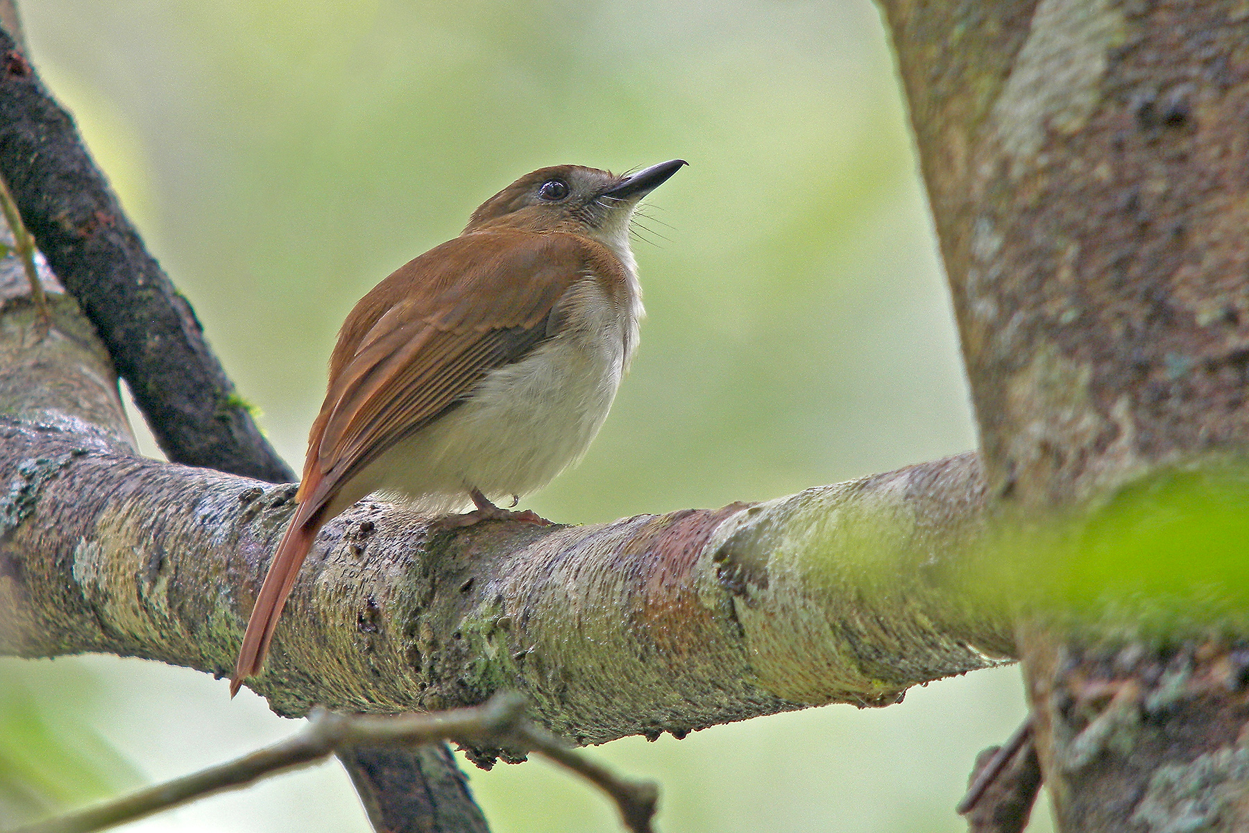 Remote Philippines Tours - Endemics Galore - Birdquest Tours Worldwide