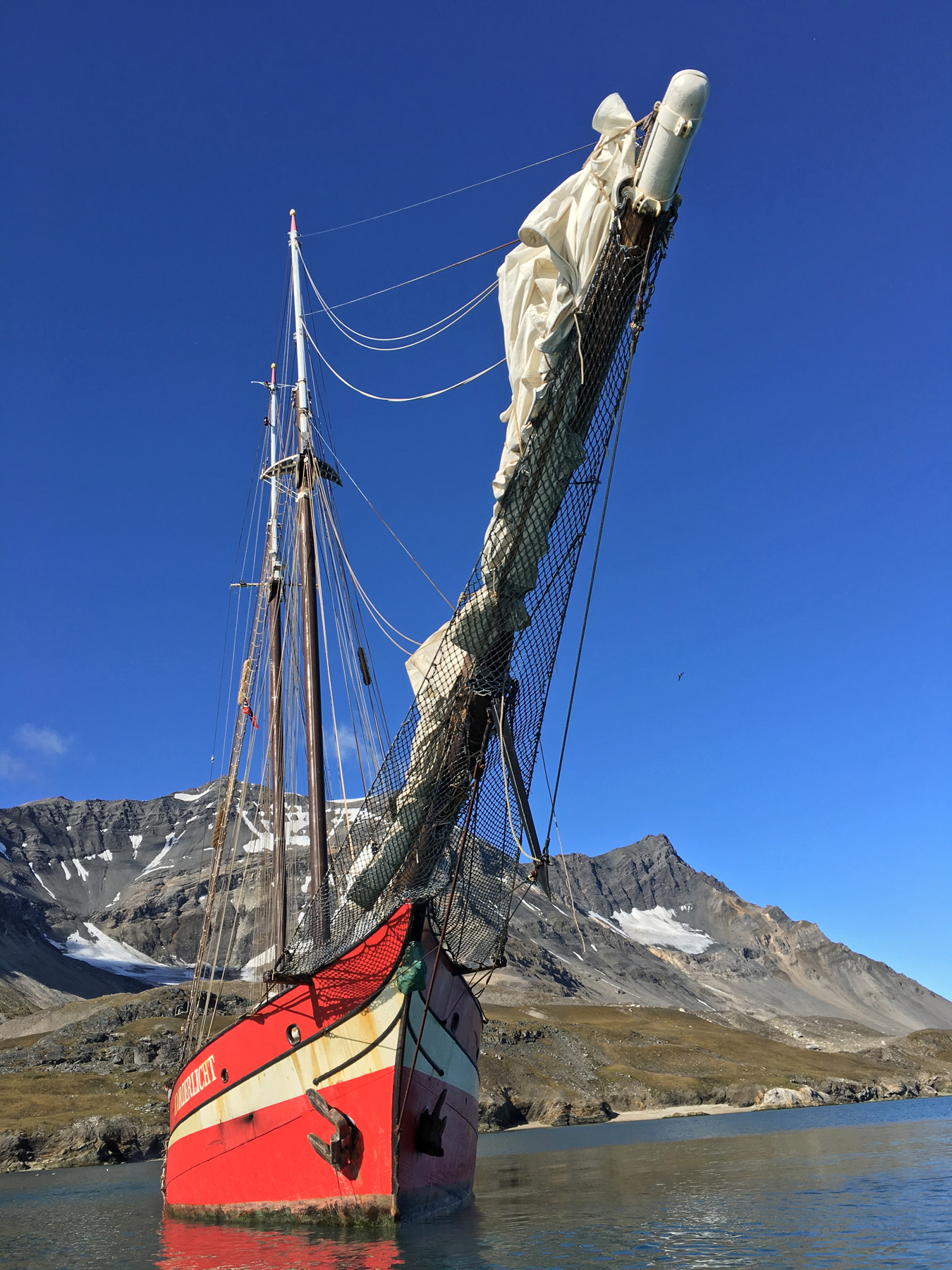 svalbard birding tours