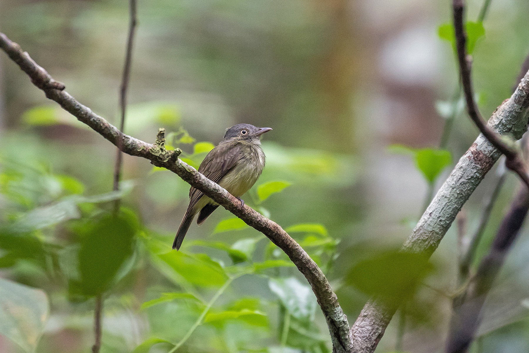 Amazonian Peru: Iquitos Tours - Specialities - Birdquest