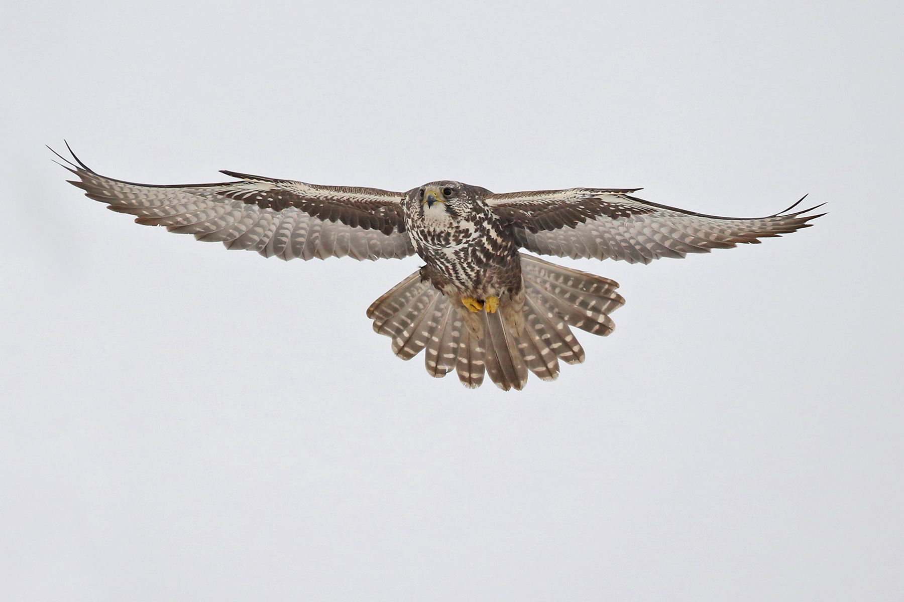 Saker Falcon in Hungary (image by János Oláh)