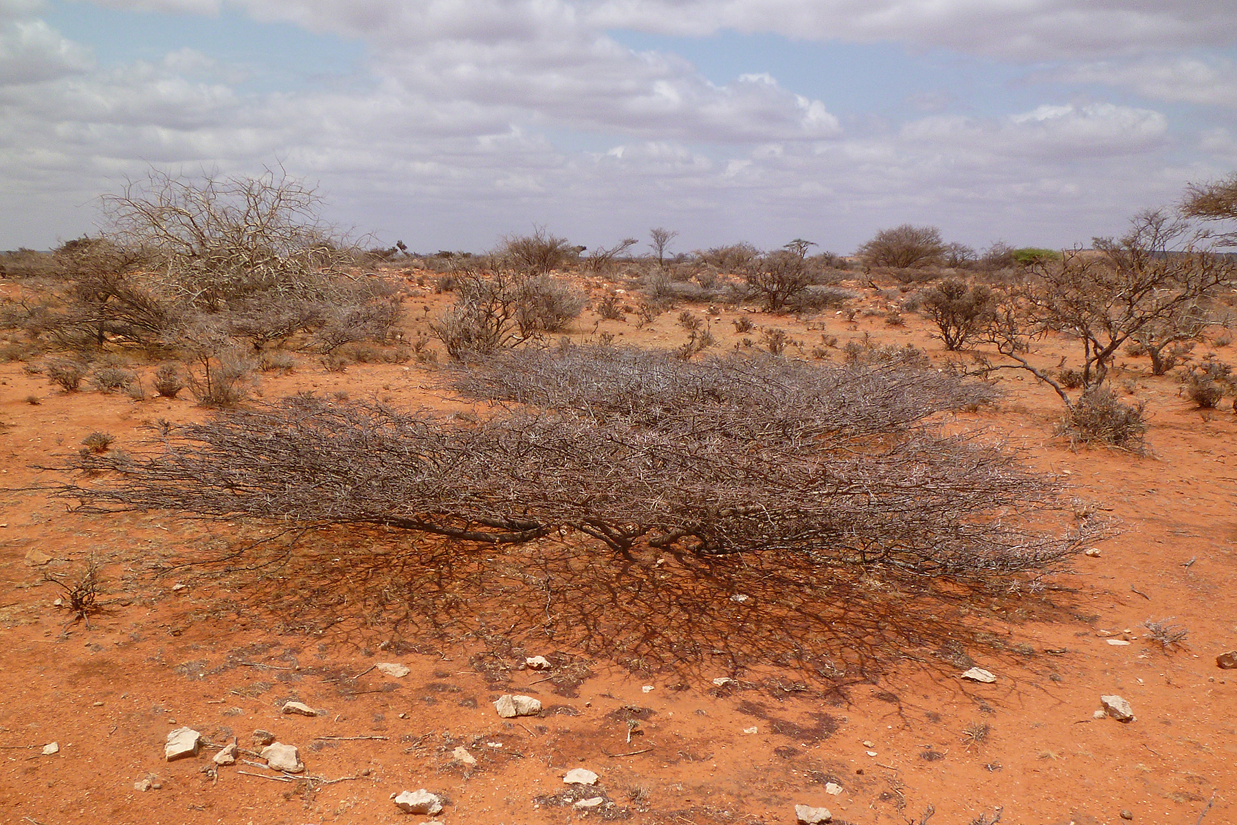 Somaliland & Djibouti Birding Tours - Birdwatching - Birdquest