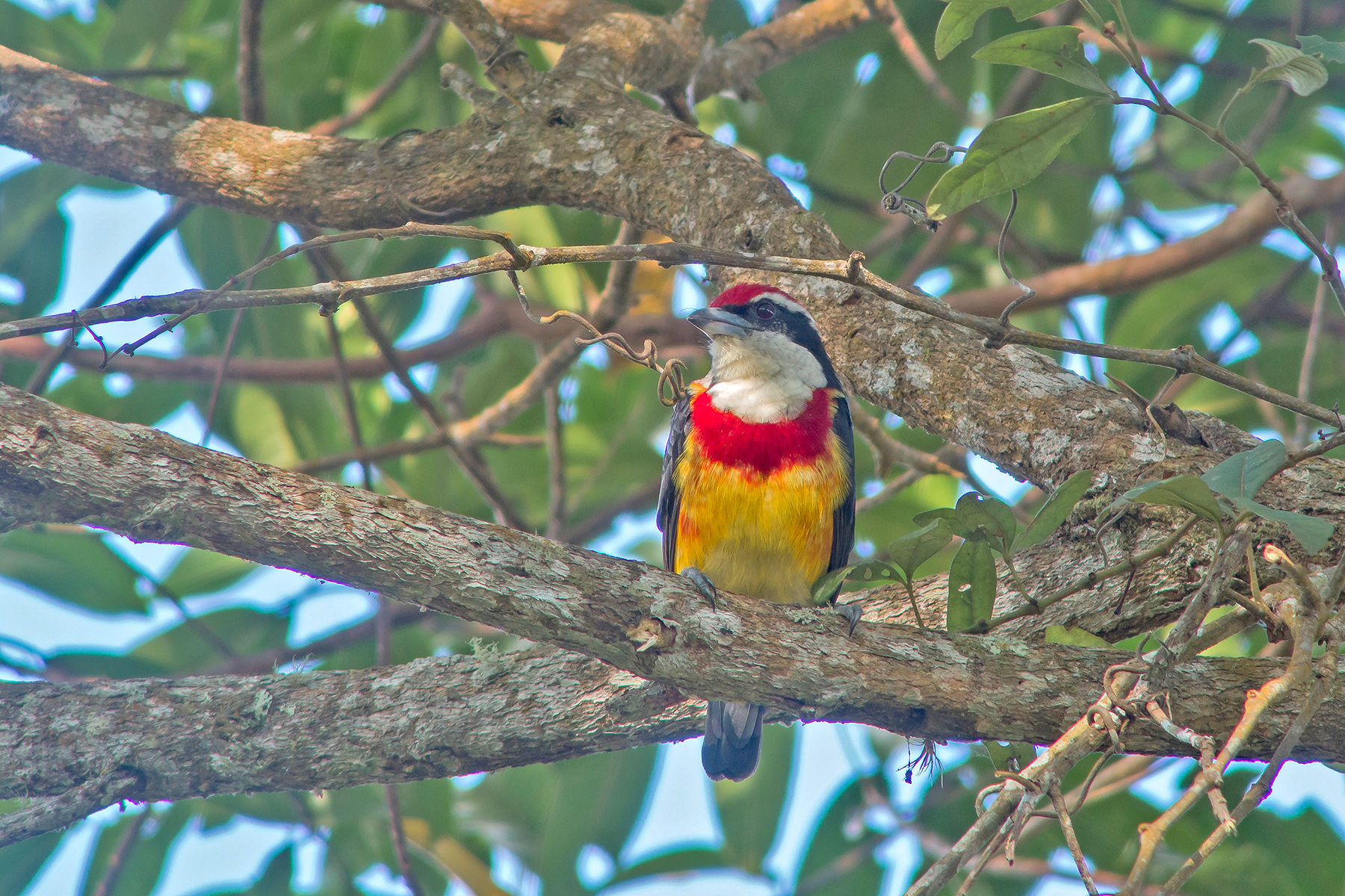 can a barbet live in peru