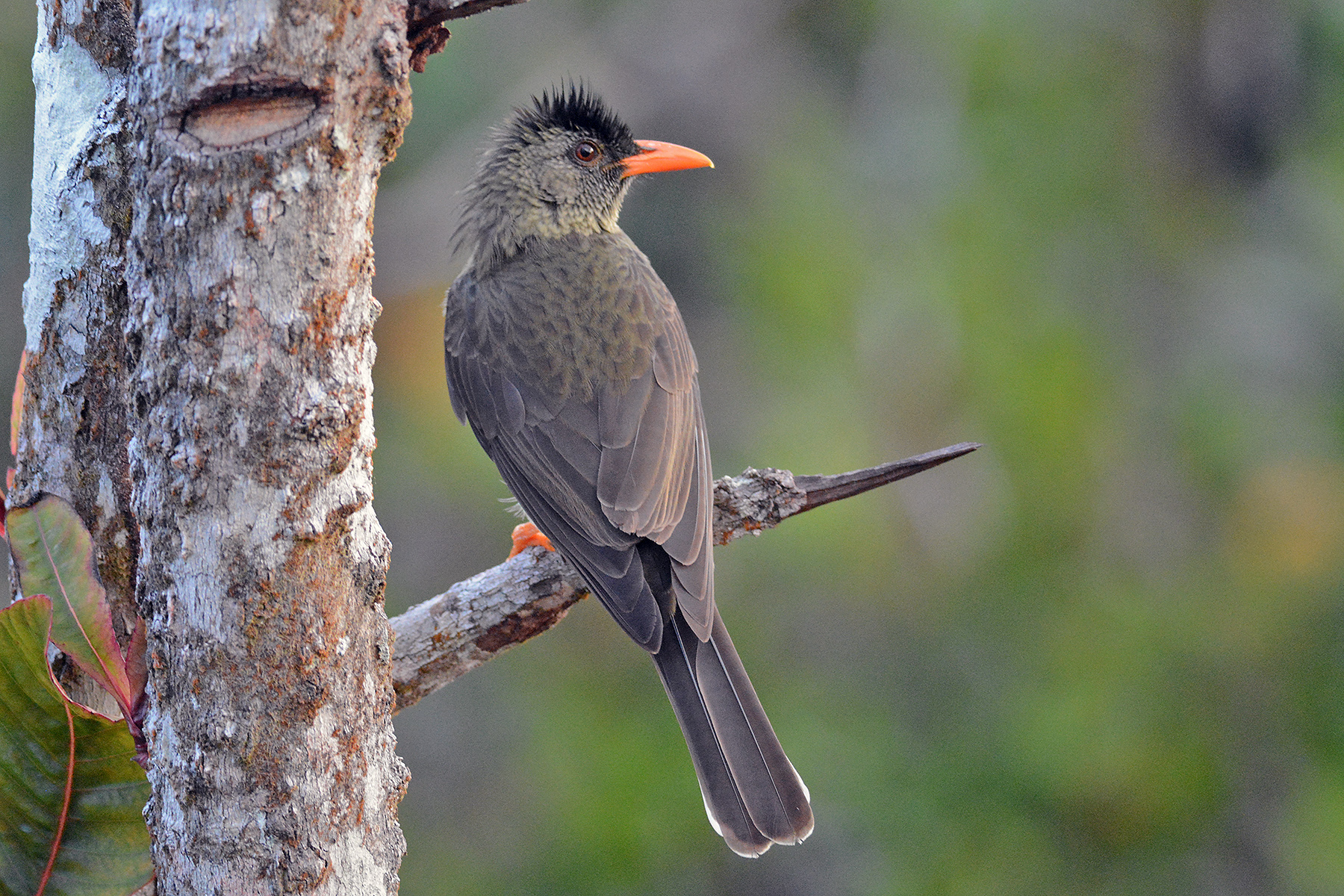 Seychelles Birding Tours - Mauritius - Réunion - Birdquest