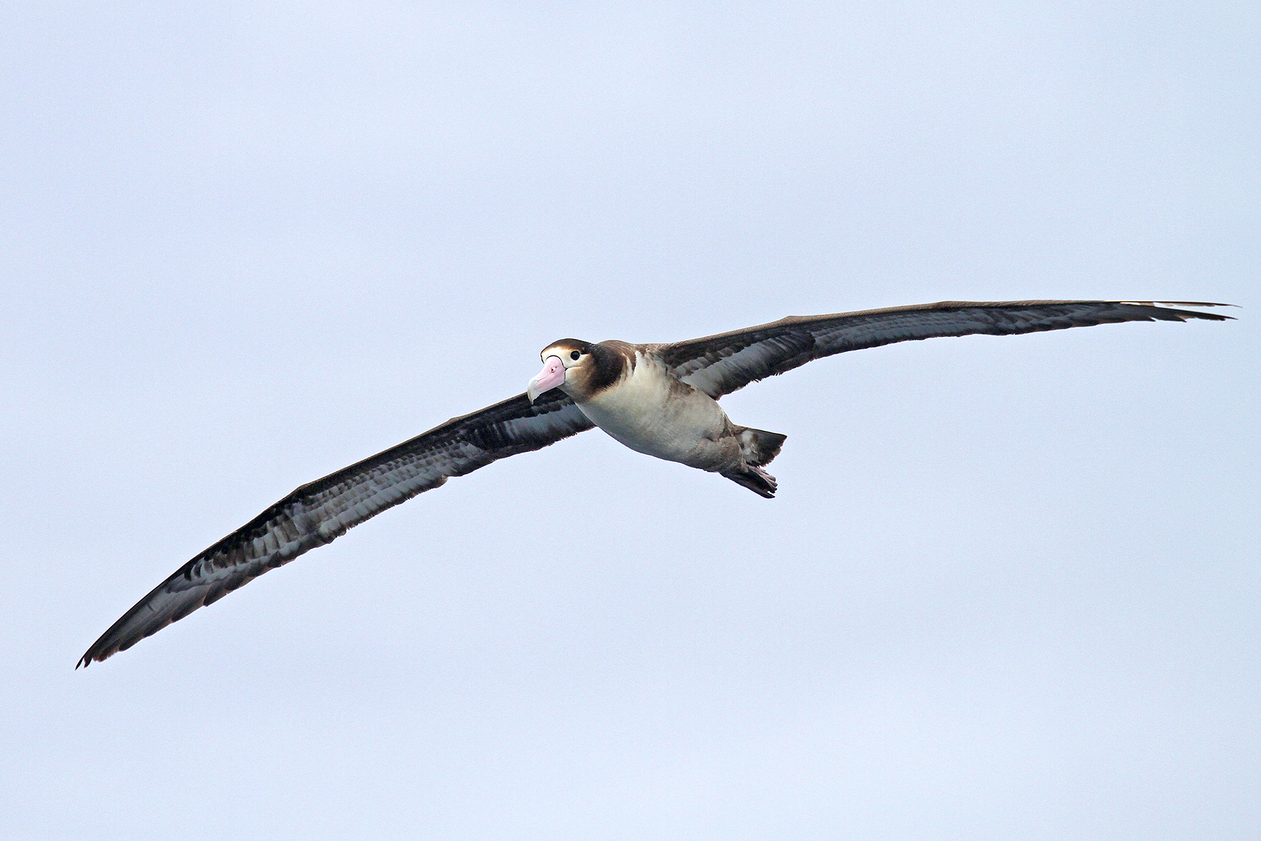 Japan Birding Tours - Japan Birdwatching Tours image