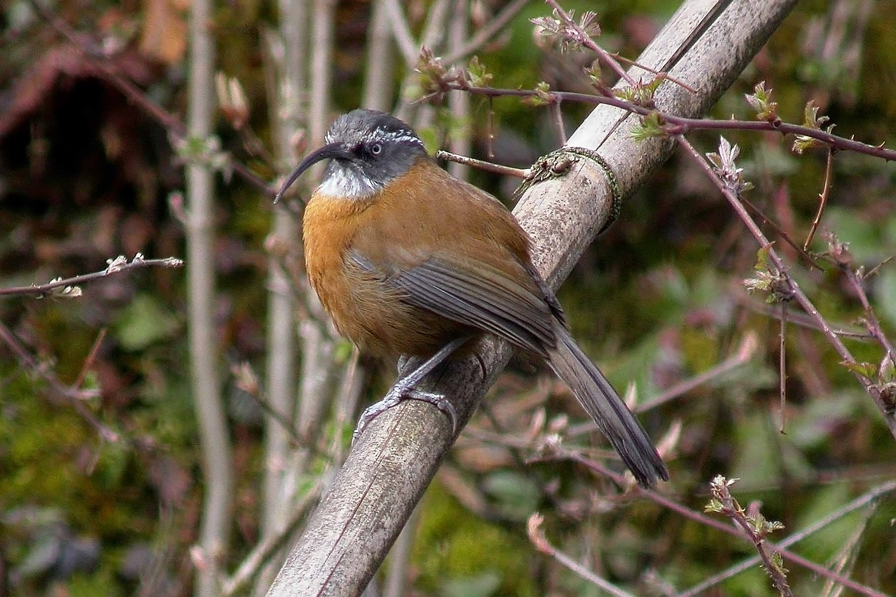 northeast india birding tours - eaglenest - birdwatching tours