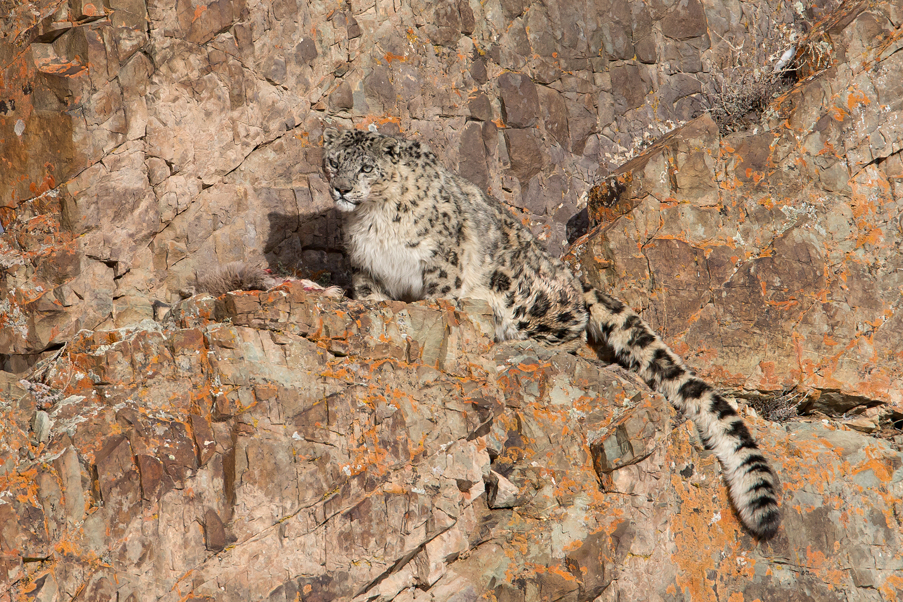 Snow Leopard Special Ladakh Birding Tours India Birdquest [ 1200 x 1800 Pixel ]