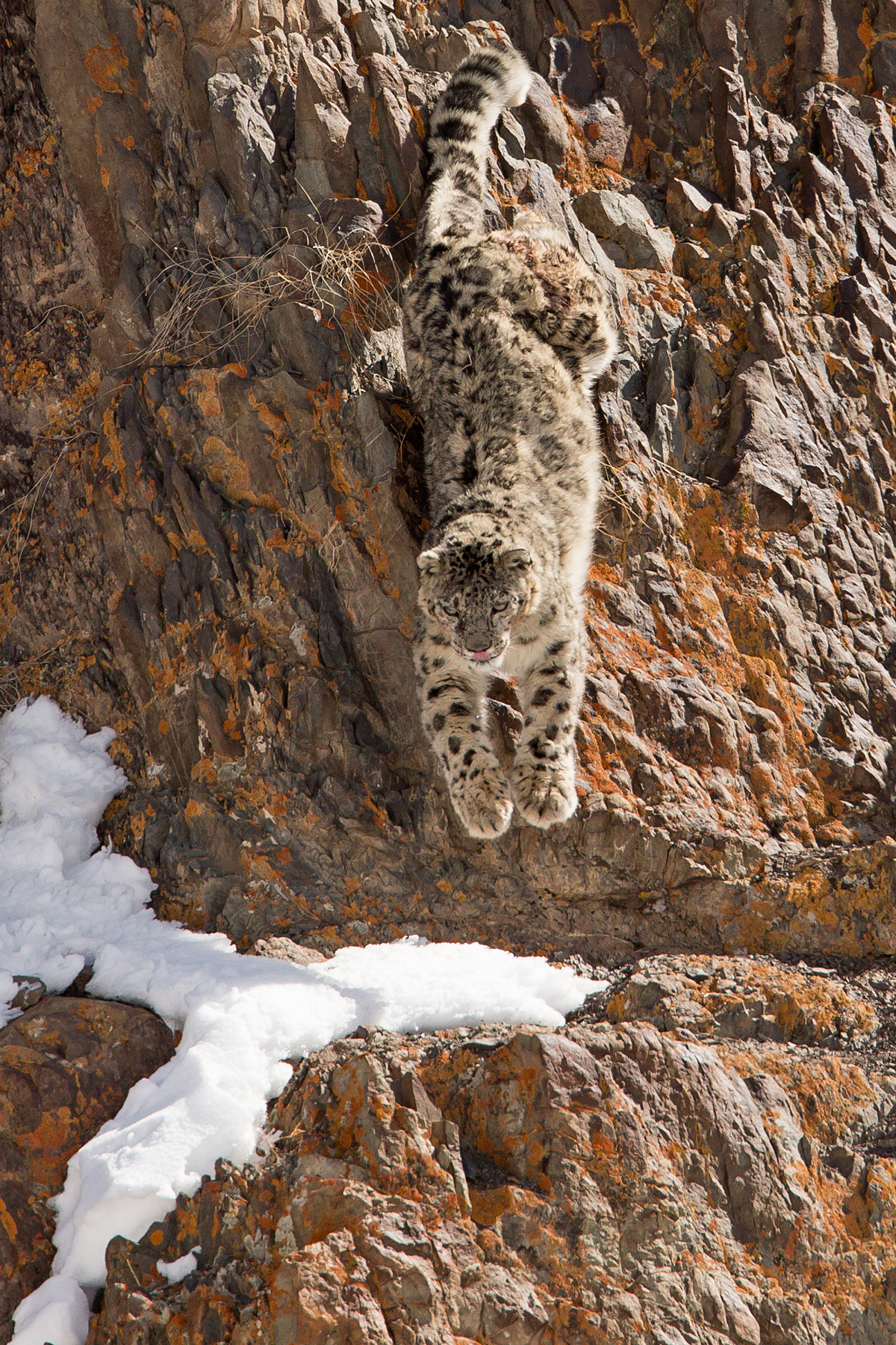 snow leopard special: ladakh, india