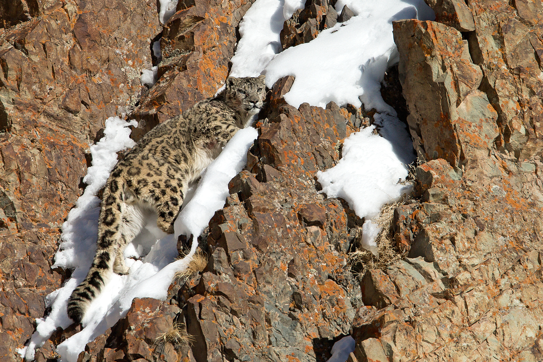 snow leopard special: ladakh, india