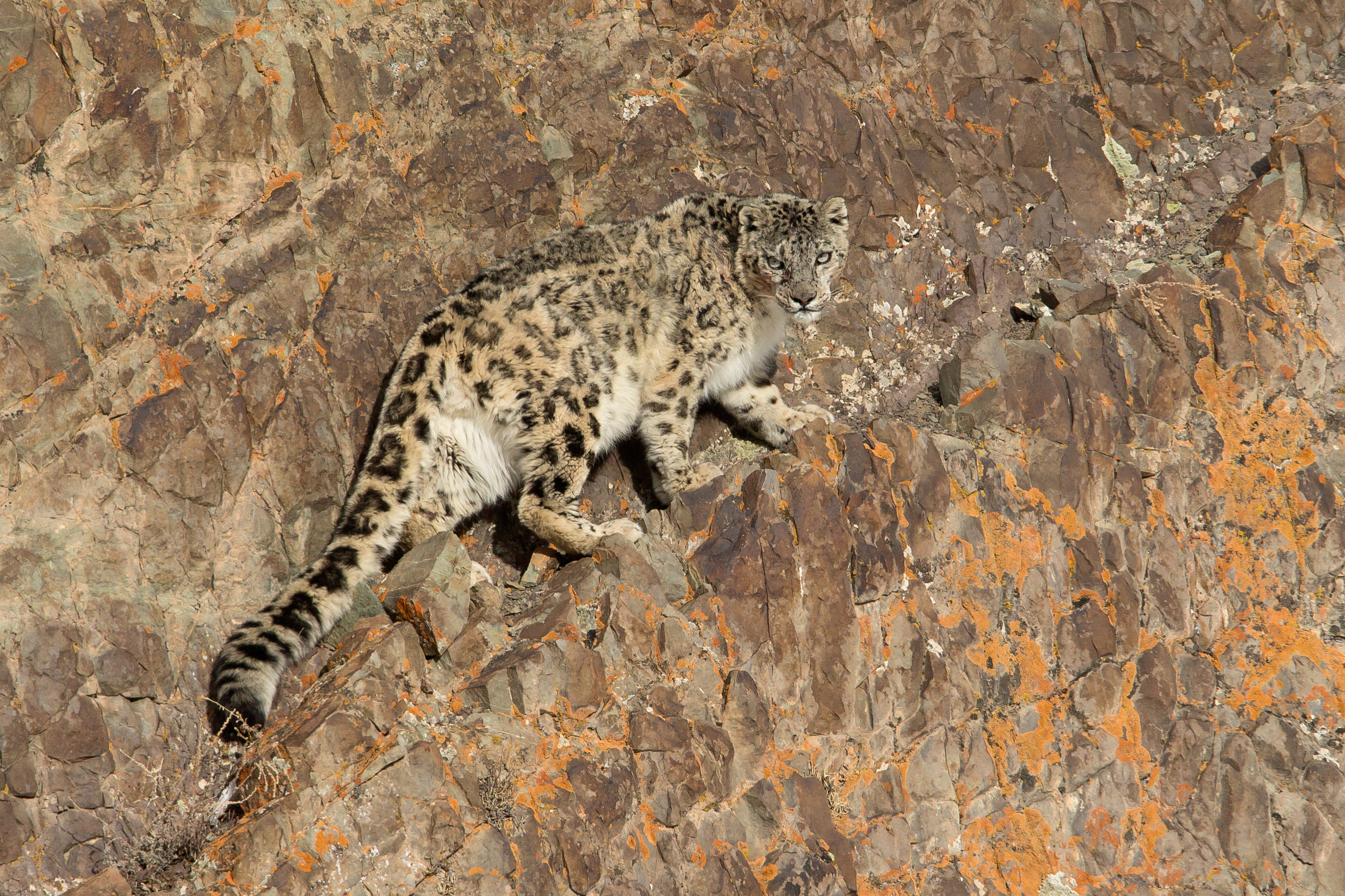 snow leopard special: ladakh, india