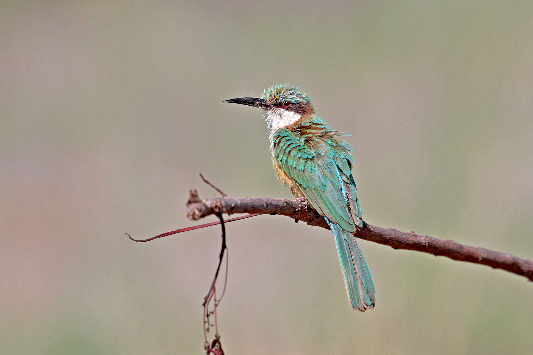 can a barbet live in somalia