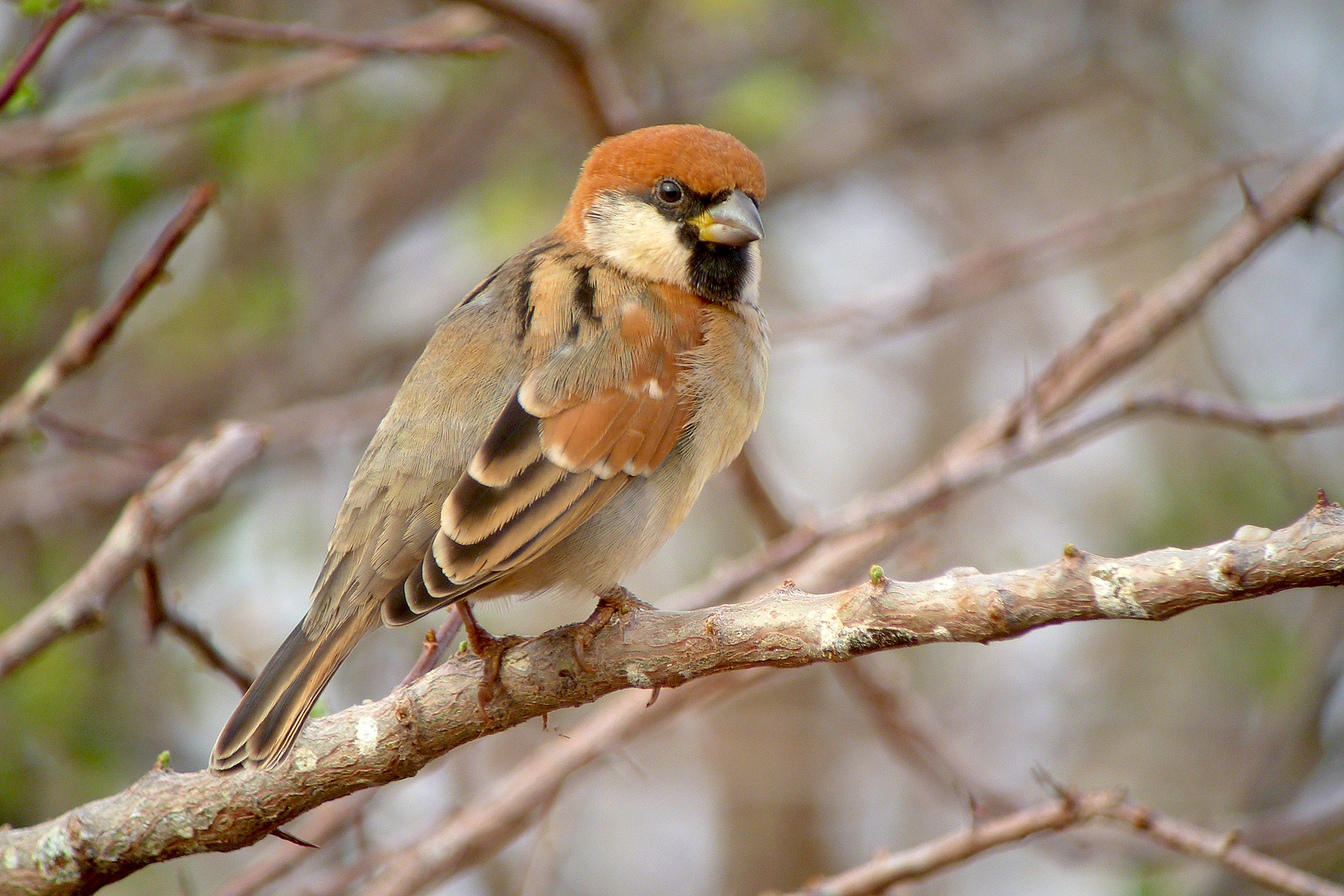 can a barbet live in somalia