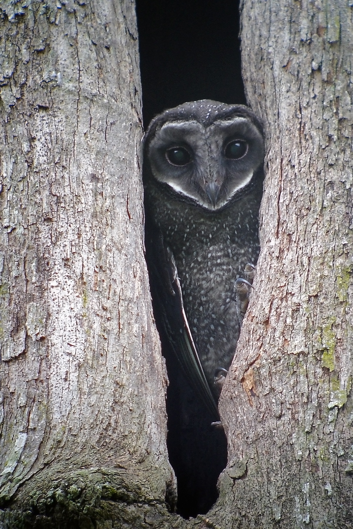 Papua New Guinea Birding Tours - Birdwatching Tours - Birdquest