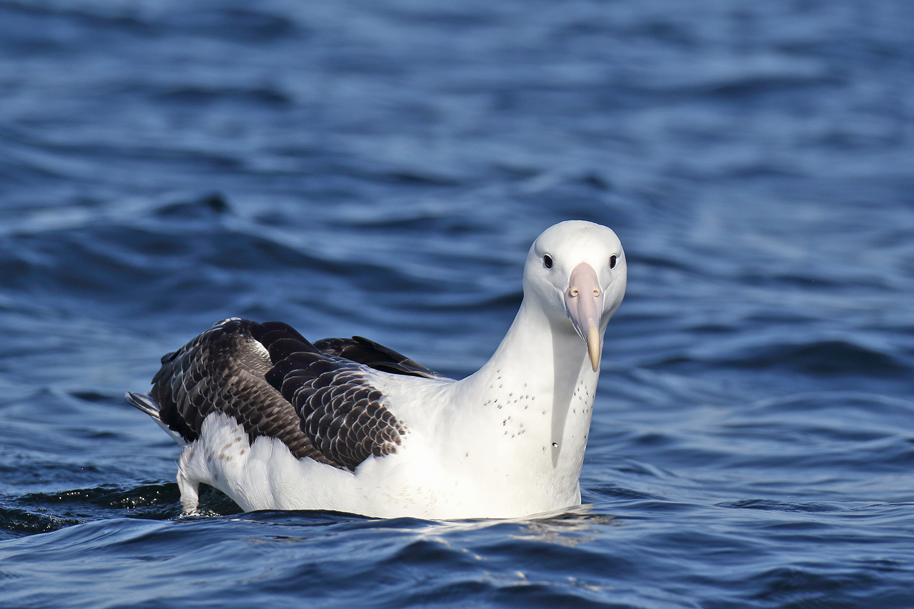 Chile Birding Tours - Chile Birdwatching Tours - Birdquest