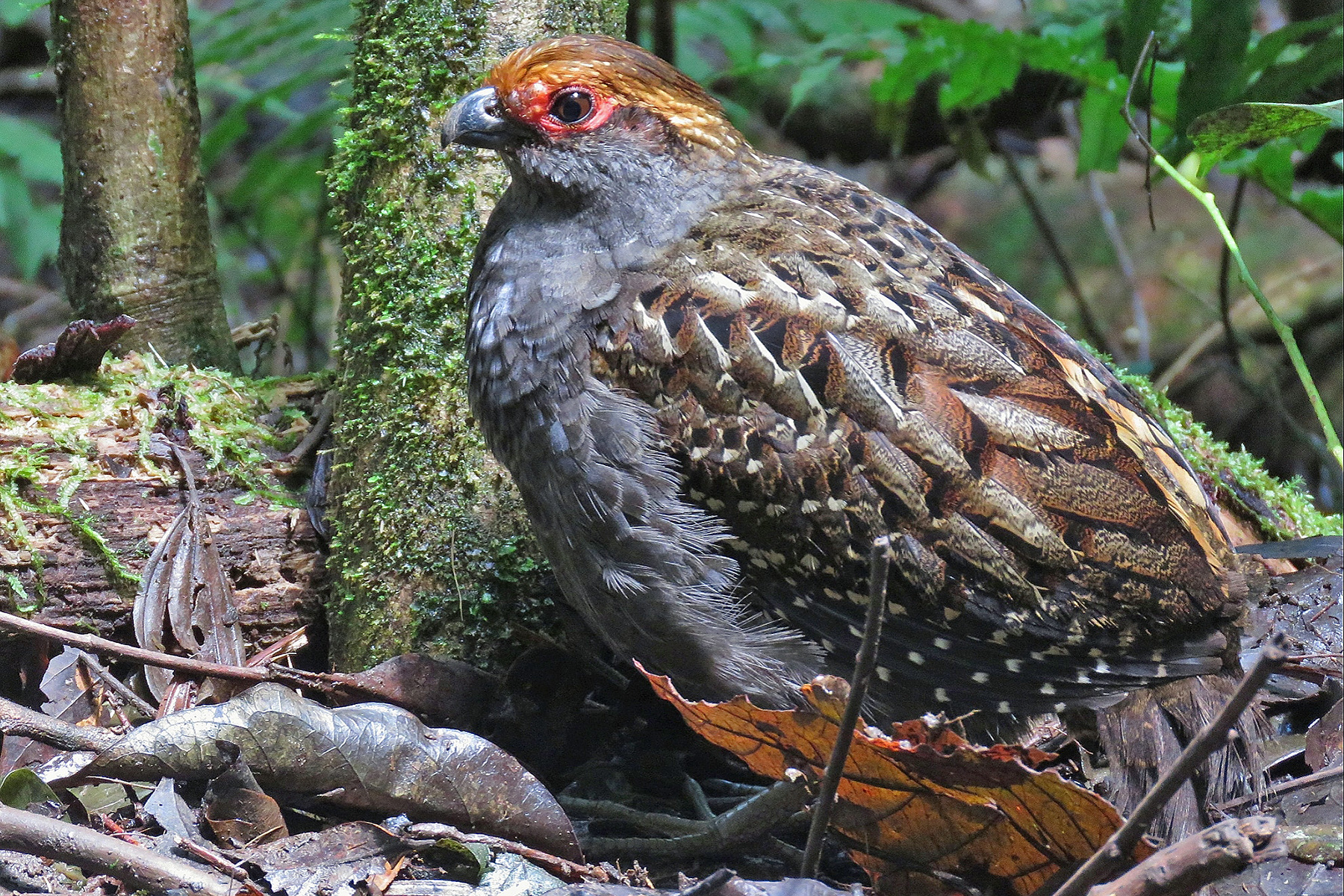 Southeast Brazil Birding Tours - Birdwatching Tours - Birdquest