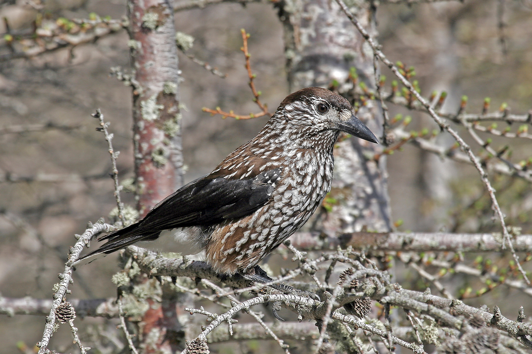 Japan Birding Tours - Japan Birdwatching Tours