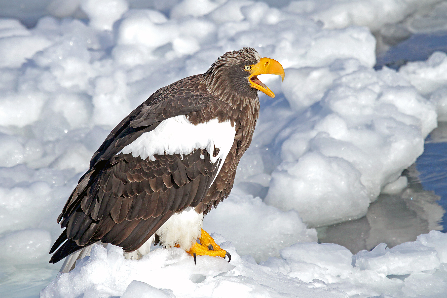 Japan Winter Birding Tours - Japan Birdwatching - Birdquest