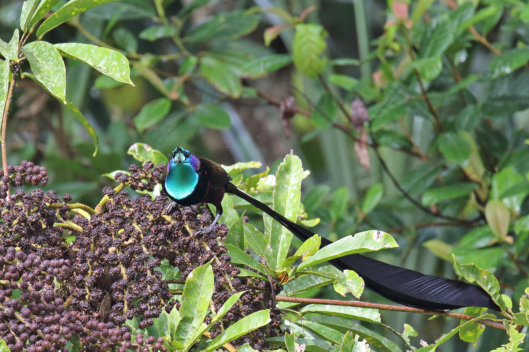 Papua New Guinea Birding Tours - Birdwatching Tours - Birdquest