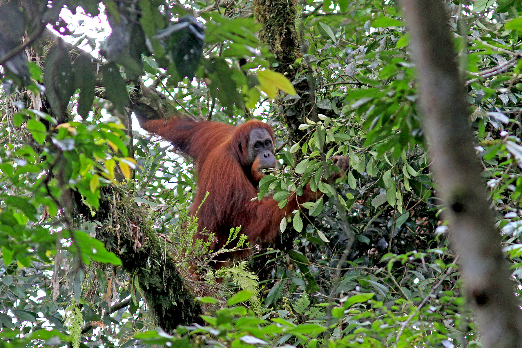 Sumatra Birding Tours, Indonesia - Birdwatching - Birdquest