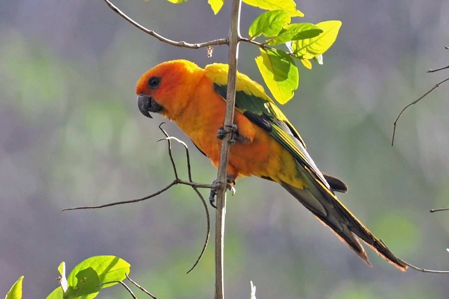 Birdwatching In Suriname: The Best Locations For Avian Enthusiasts