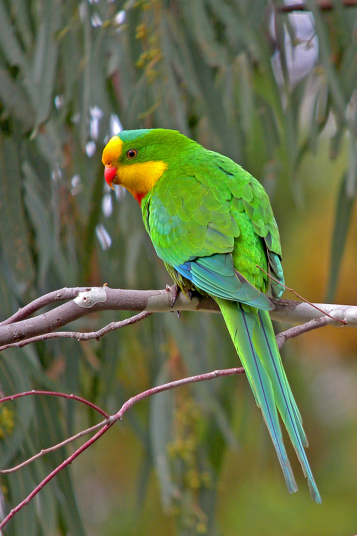 Southern Australia Birding Tours - Tasmania - Birdquest