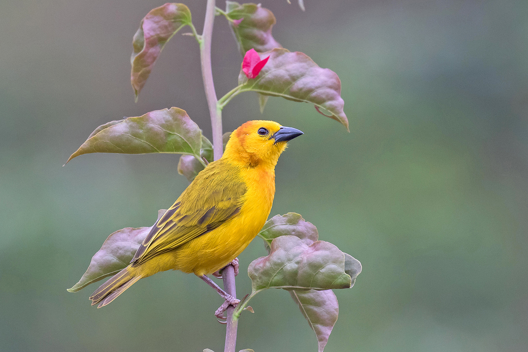 Tanzania Birding Tours - Tanzania Birdwatching Tours - Birdquest