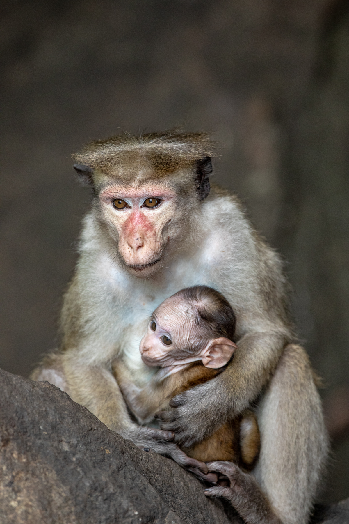 Sri Lanka Birding Tours - Bird watching - Birds of Sri Lanka - Birdquest