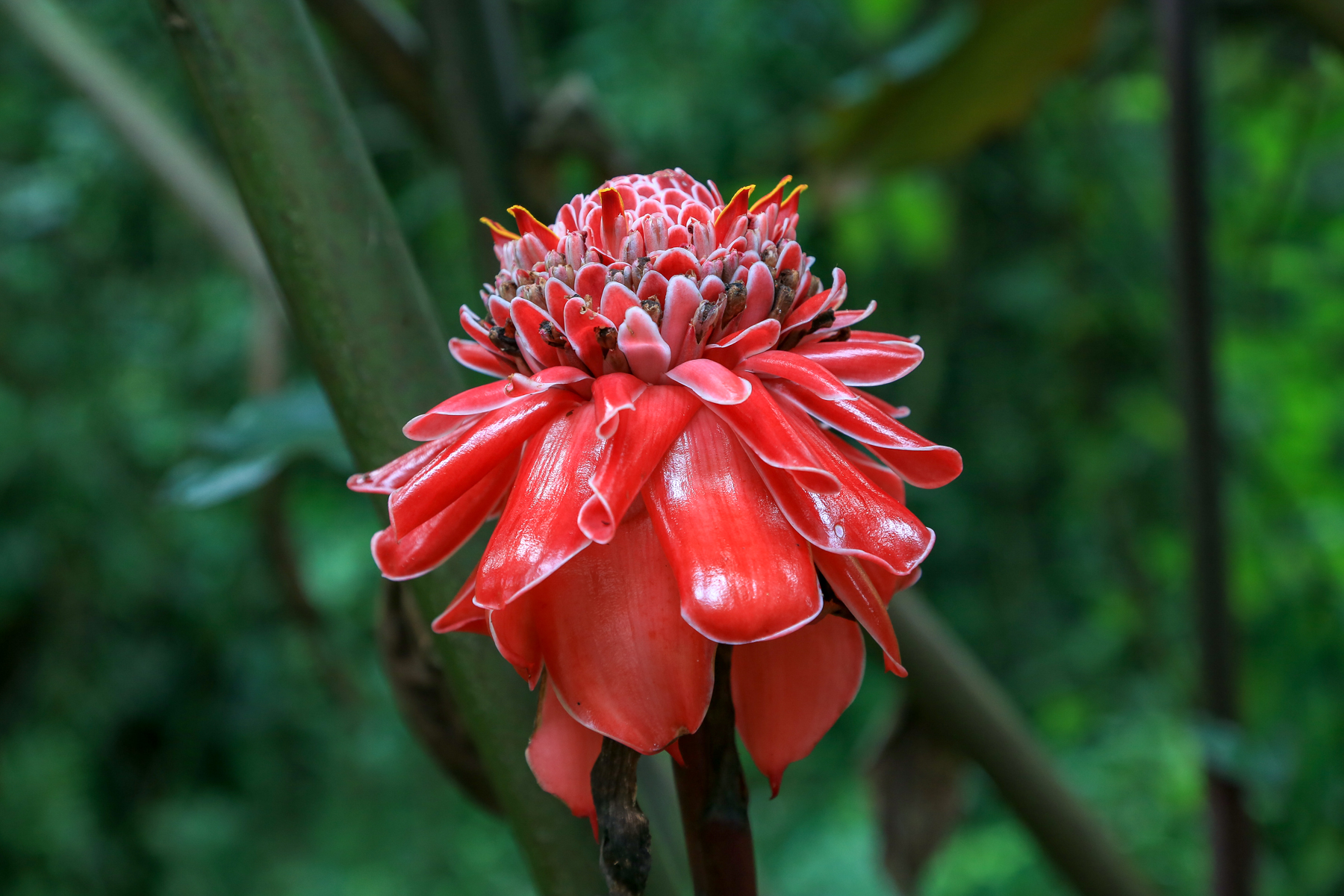 Guatemala Birding Tours - Honduras Birding Tours - Birdquest