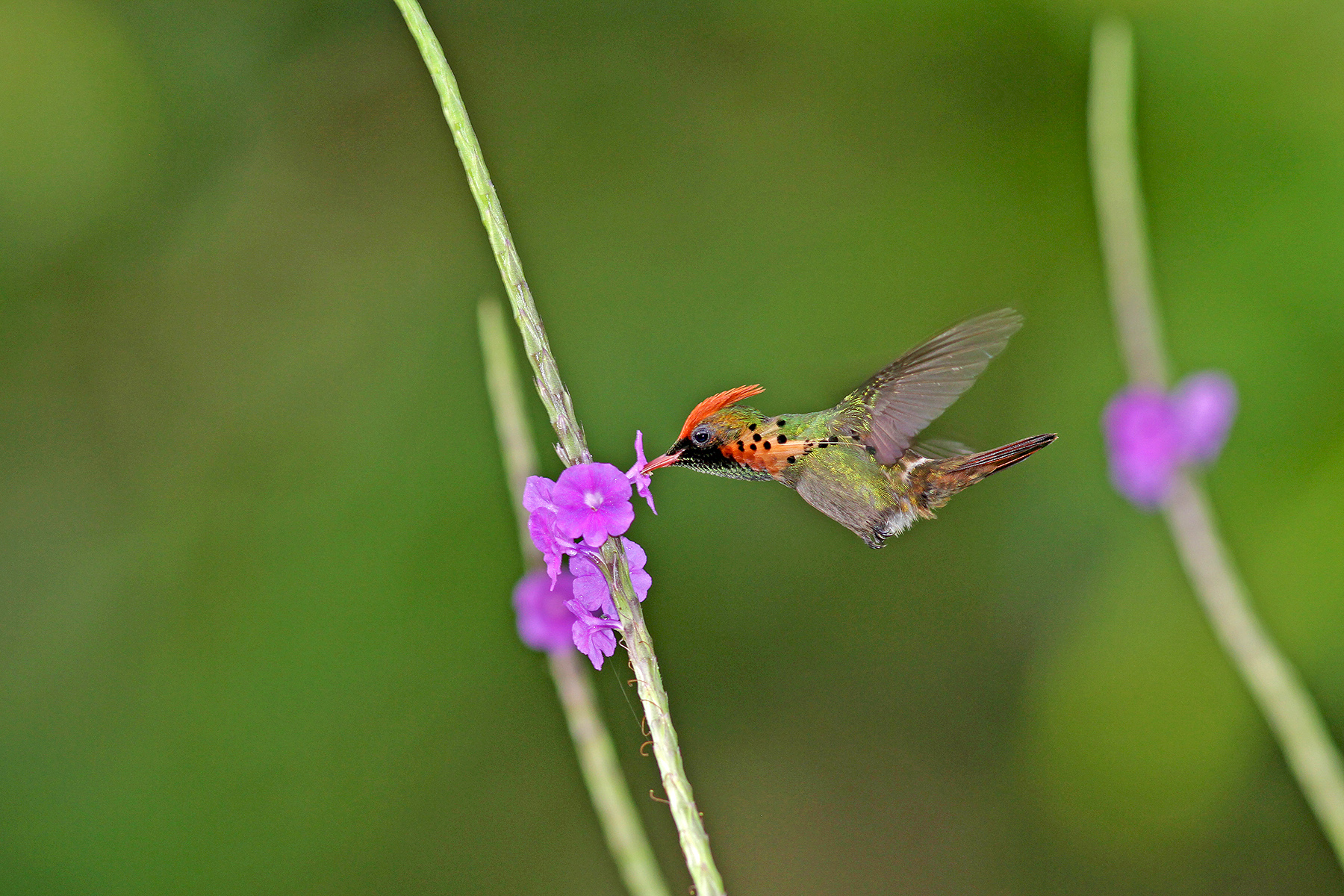 Lesser Antilles Birding Tours - Trinidad Birding Tours - Birdquest