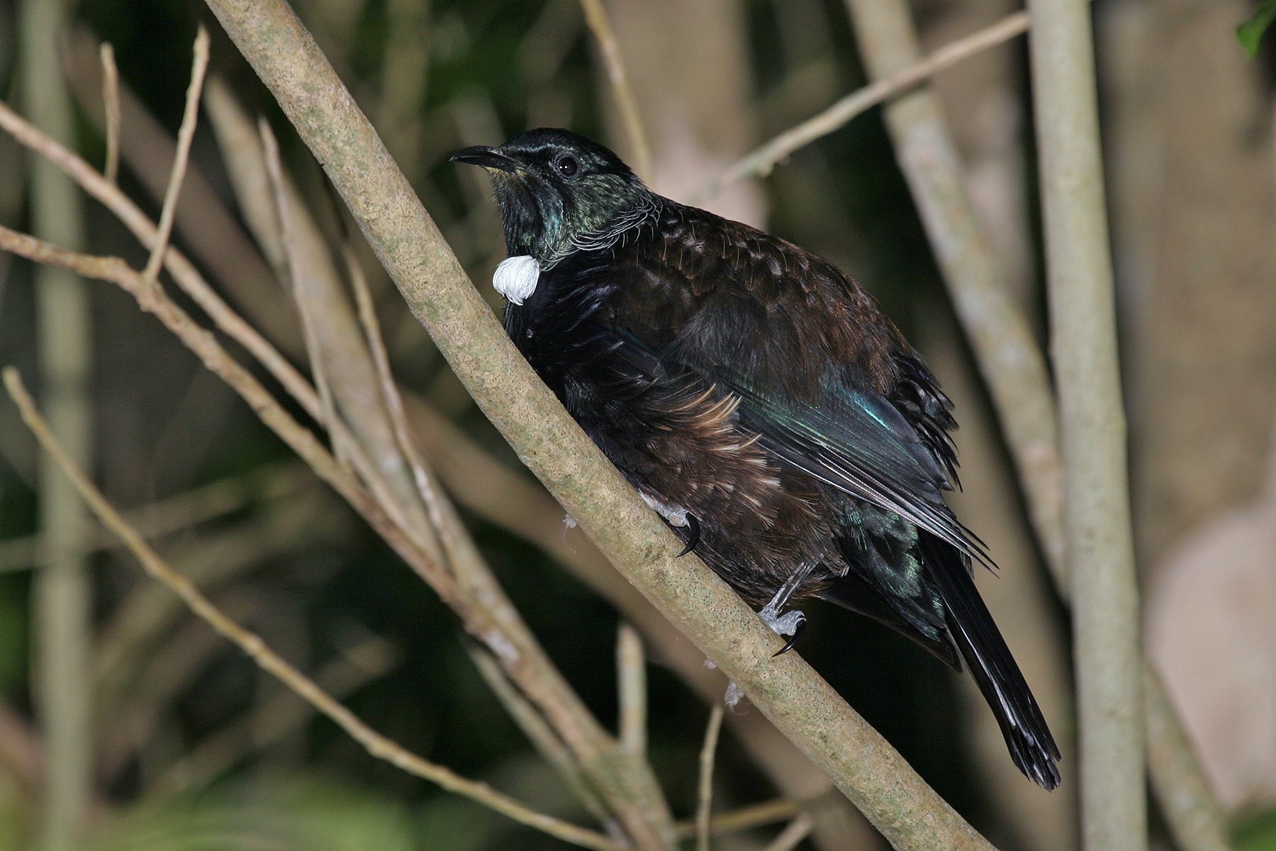 birding tours in new zealand