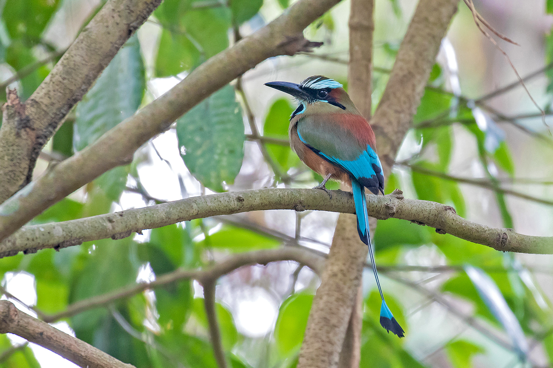 Costa Rica: An incredible (mostly) birding adventure