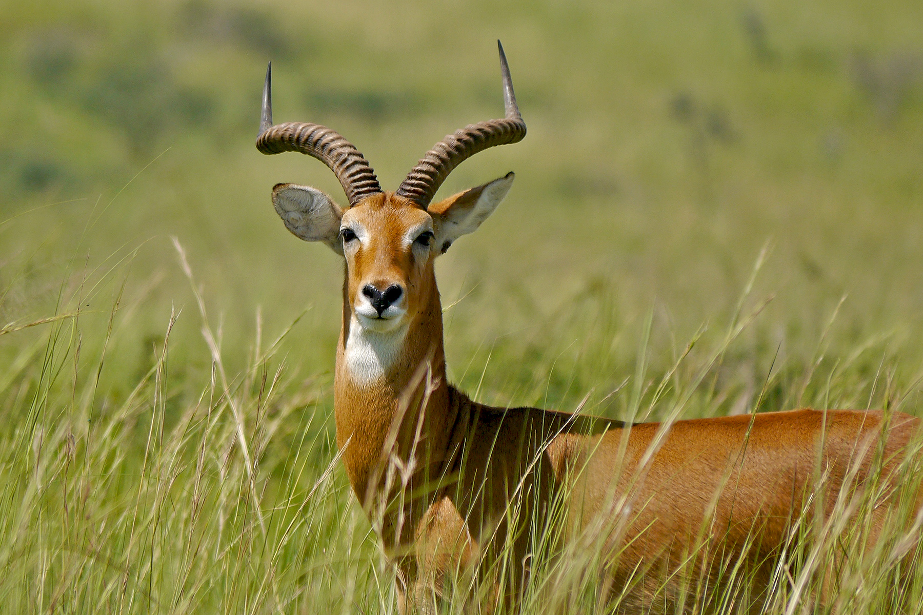 Uganda Birding Tours Uganda Birdwatching Tours Birdquest