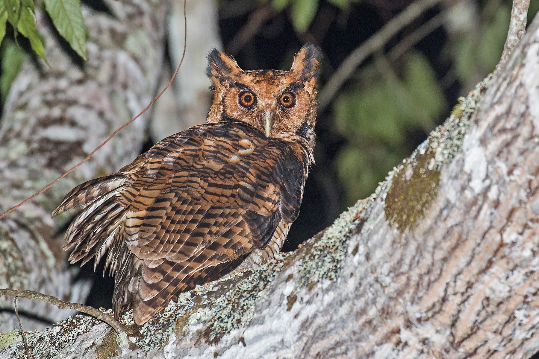 Ultimate Tanzania Birding Tours - Eastern Arc - Birdwatching - Birdquest