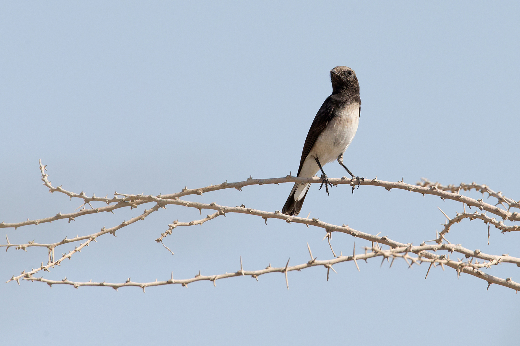 Oman Birding Tours - Bahrain - Bird-watching Holidays - Birdquest