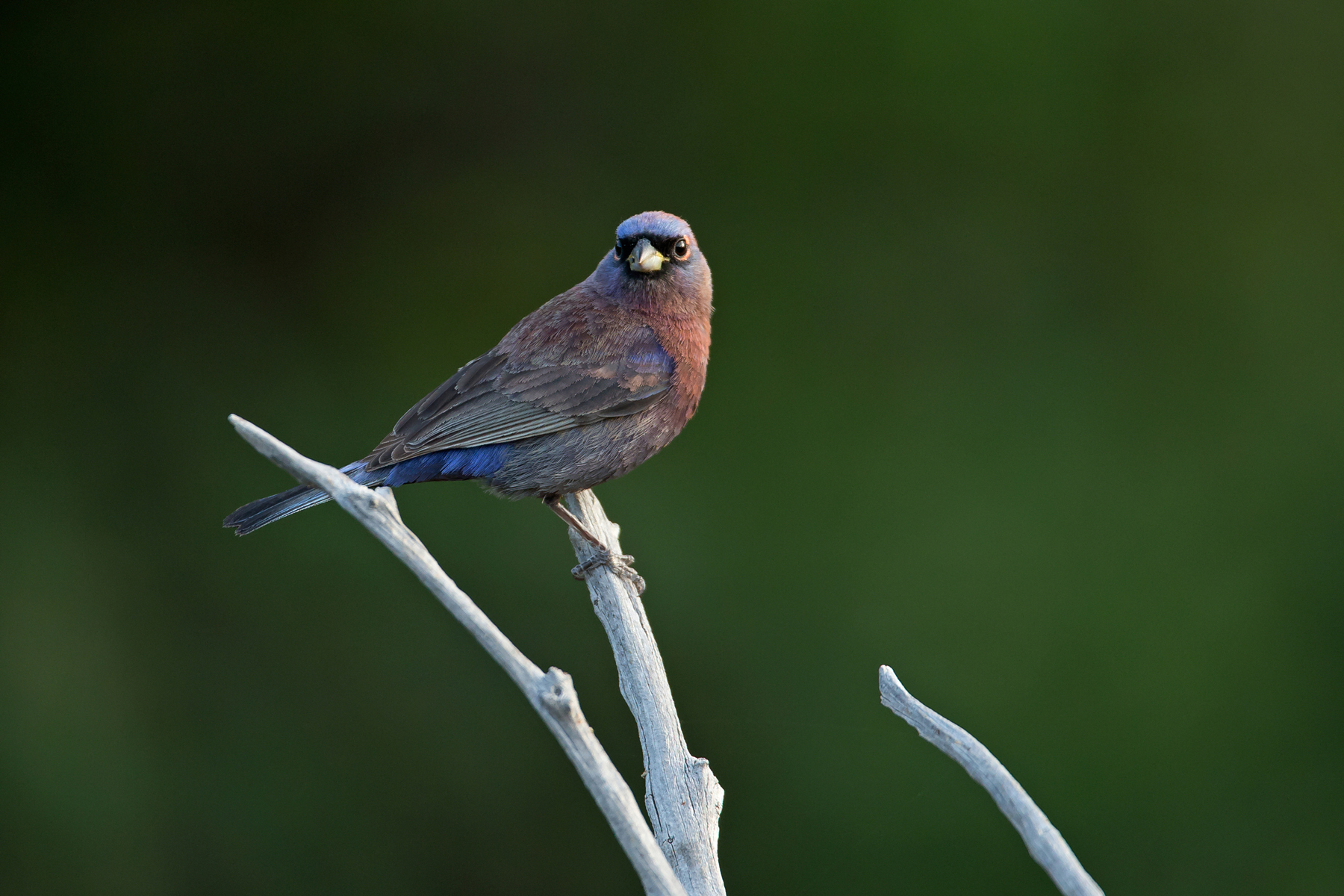 birding tours in texas