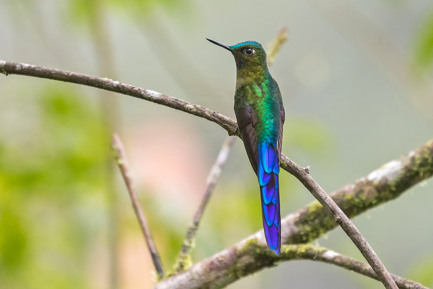 Violet-tailed Sylph in Ecuador (image by Pete Morris)