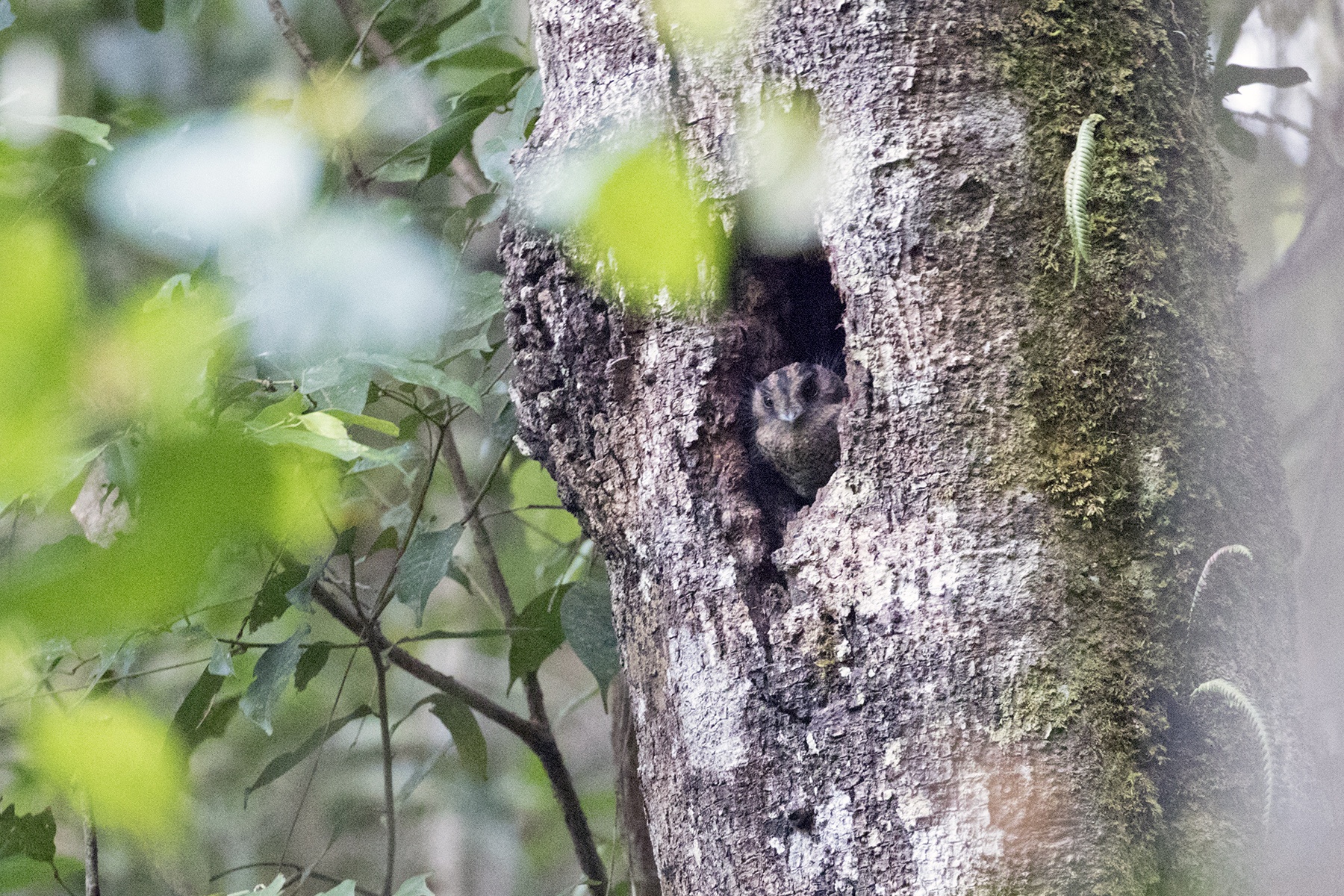 West Papua Birding Tours, Indonesia - Birdwatching - Birdquest