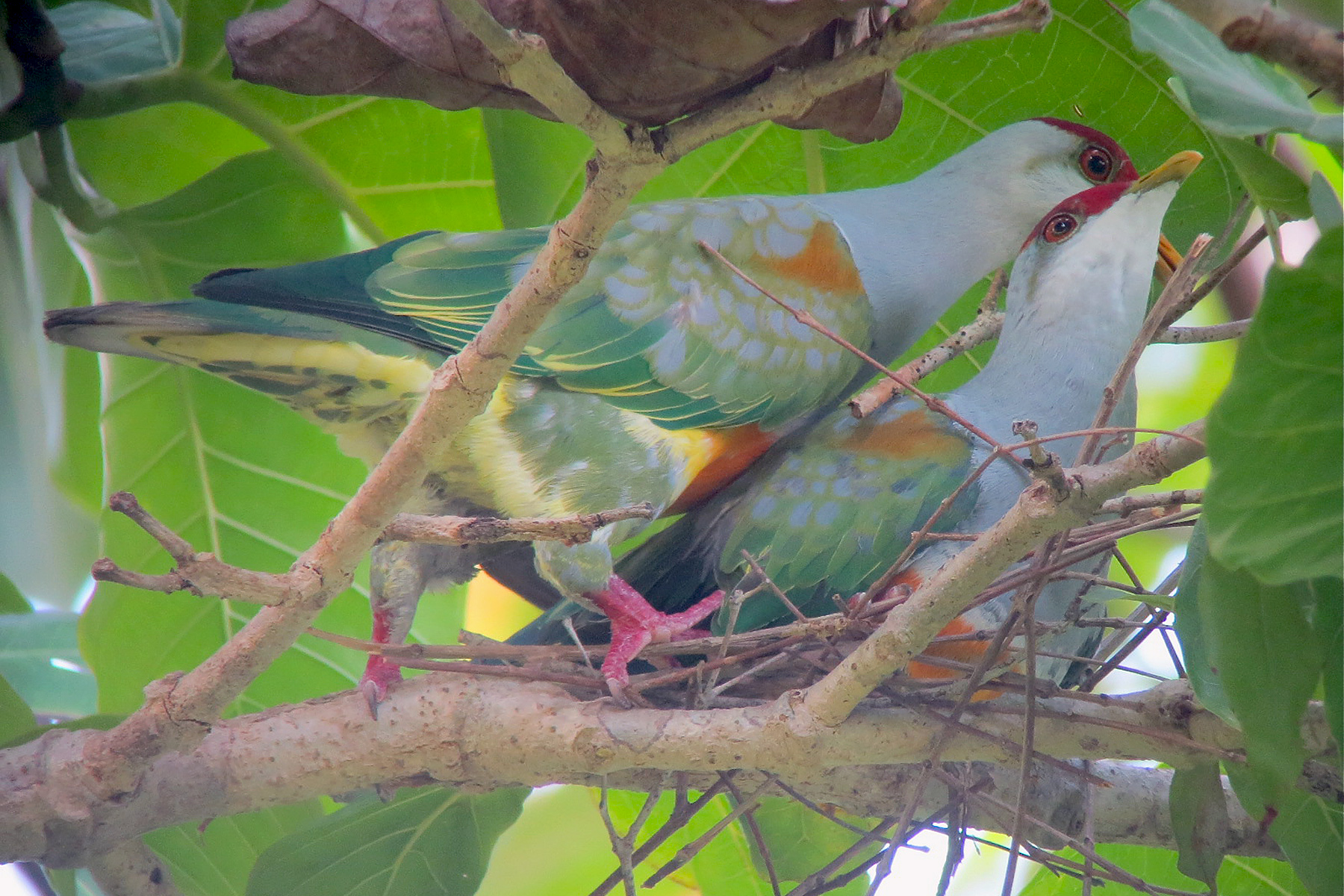 Indonesia Birding Tours - Southern Moluccas - Birdquest