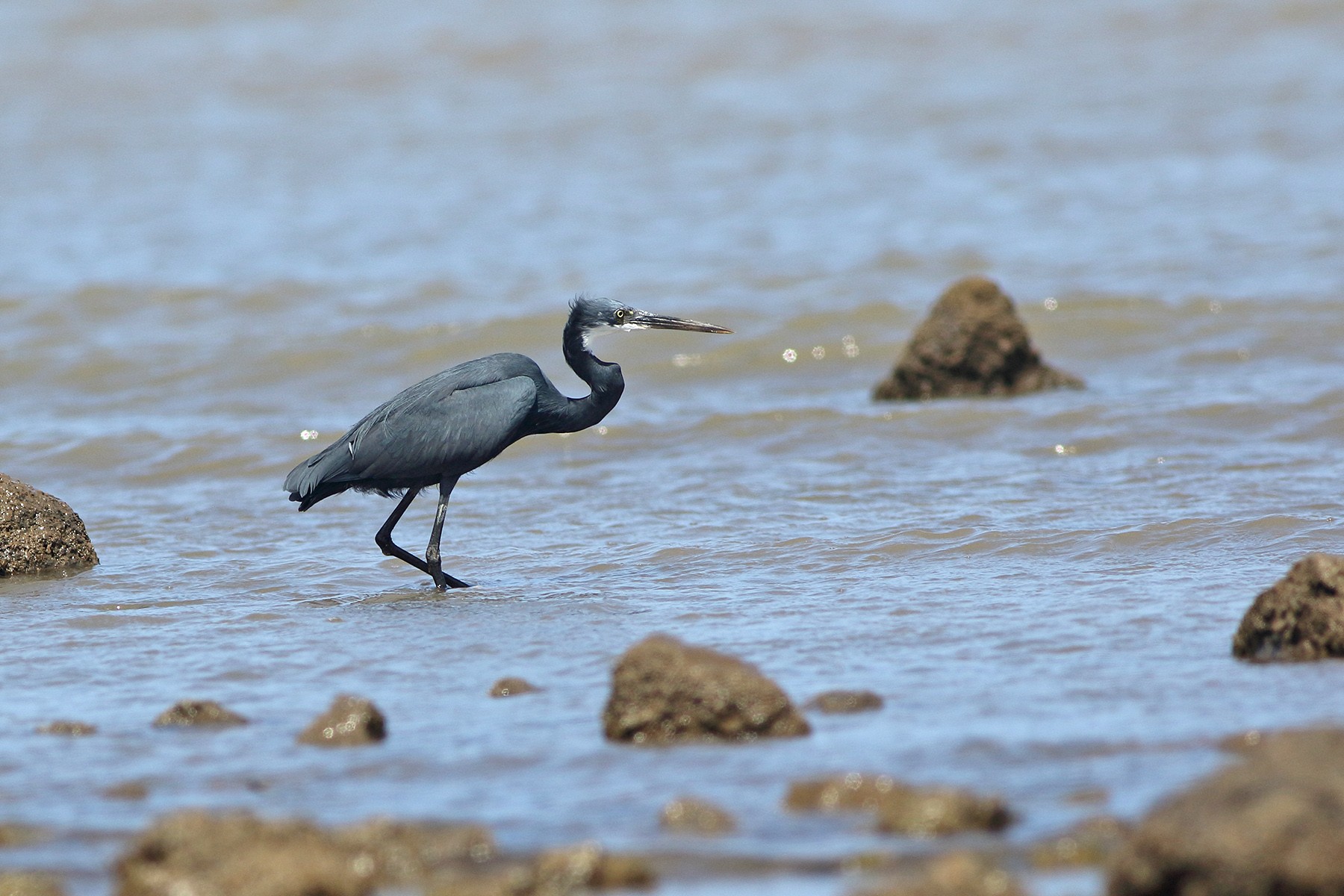 Cape Verde Islands Birding Tours - Birdwatching - Birdquest