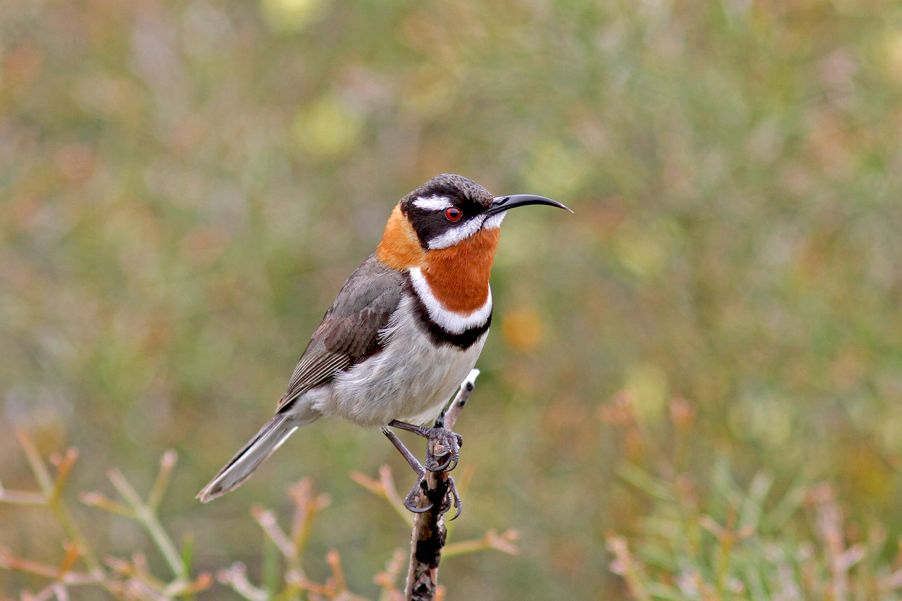 Australia Birding Tours - Australia Birdwatching Tours - Birdquest