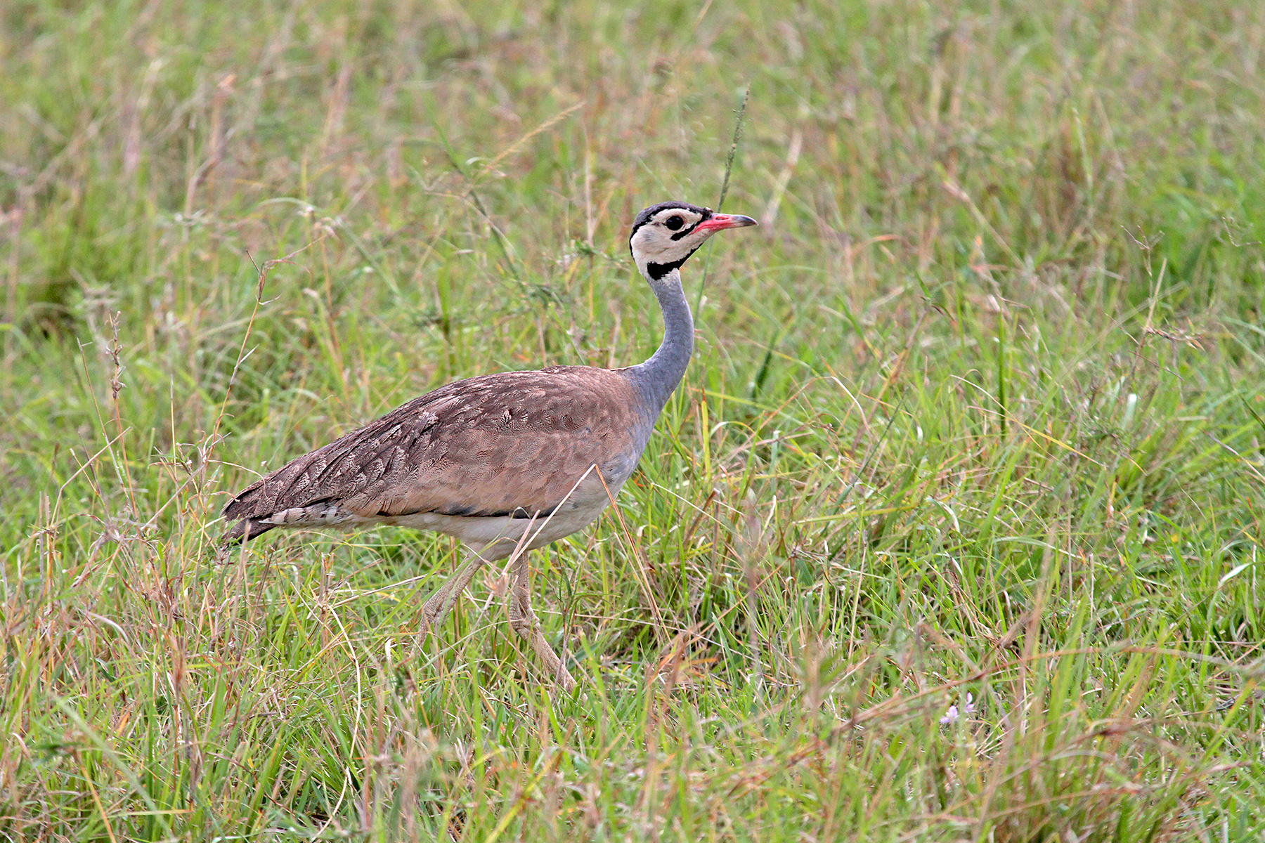 Kenya Birding Tours - Kenya Birdwatching Tours - Birdquest